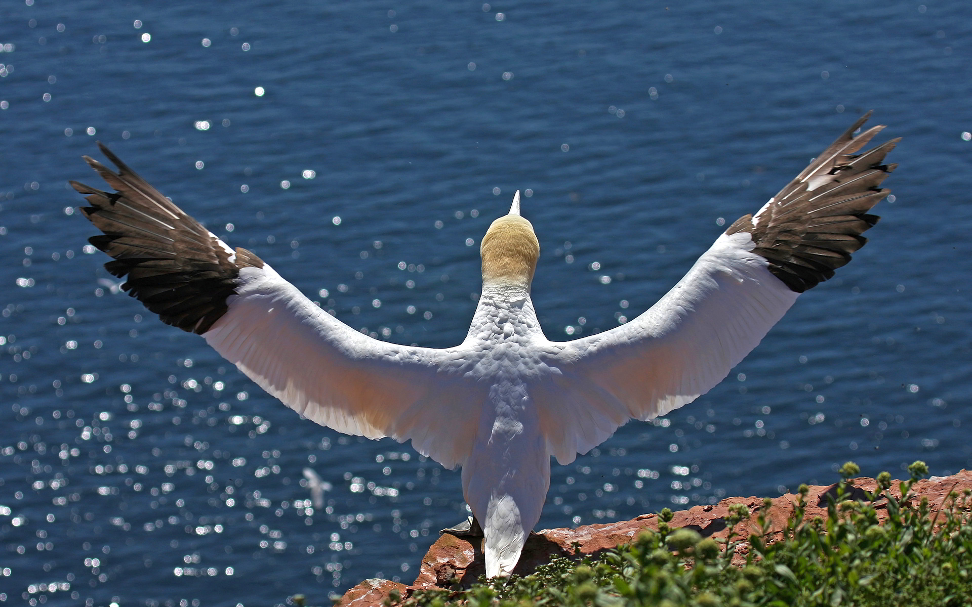 animal, northern gannet, bird, wings, birds