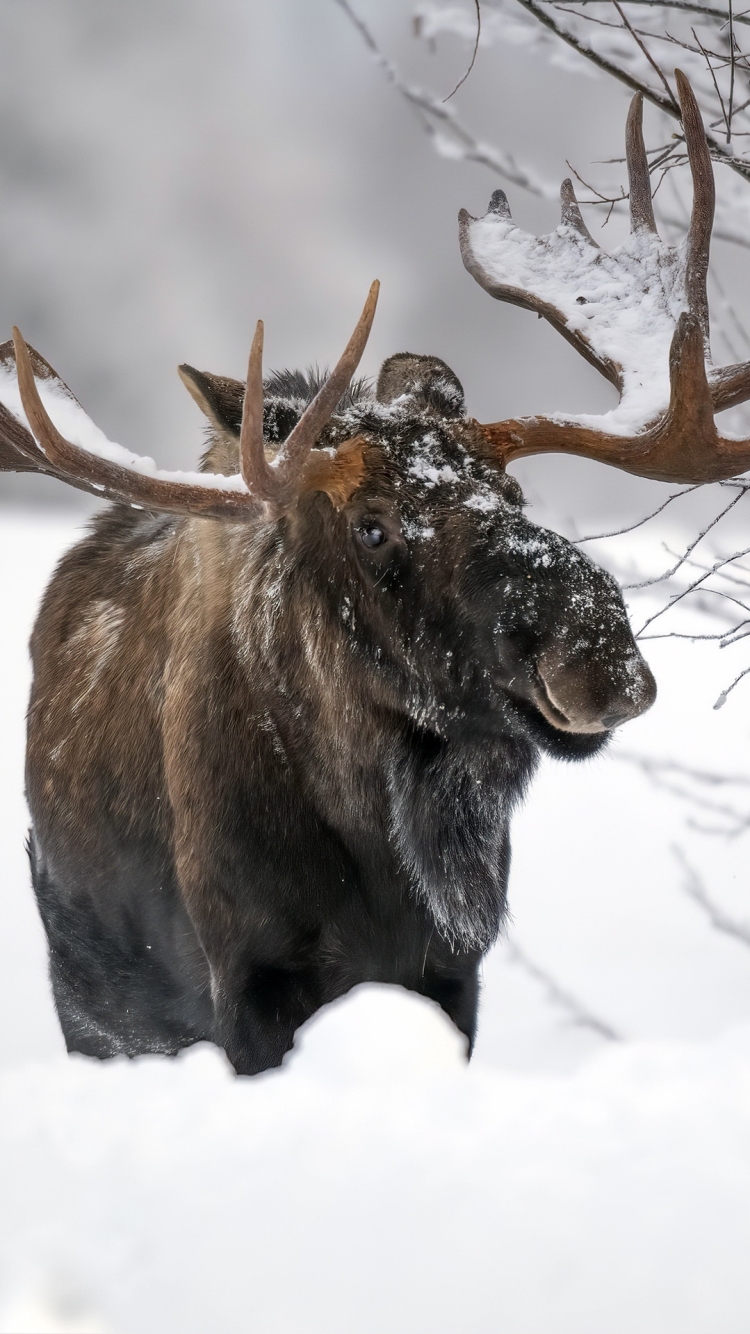無料モバイル壁紙動物, 冬, 雪, ムースをダウンロードします。