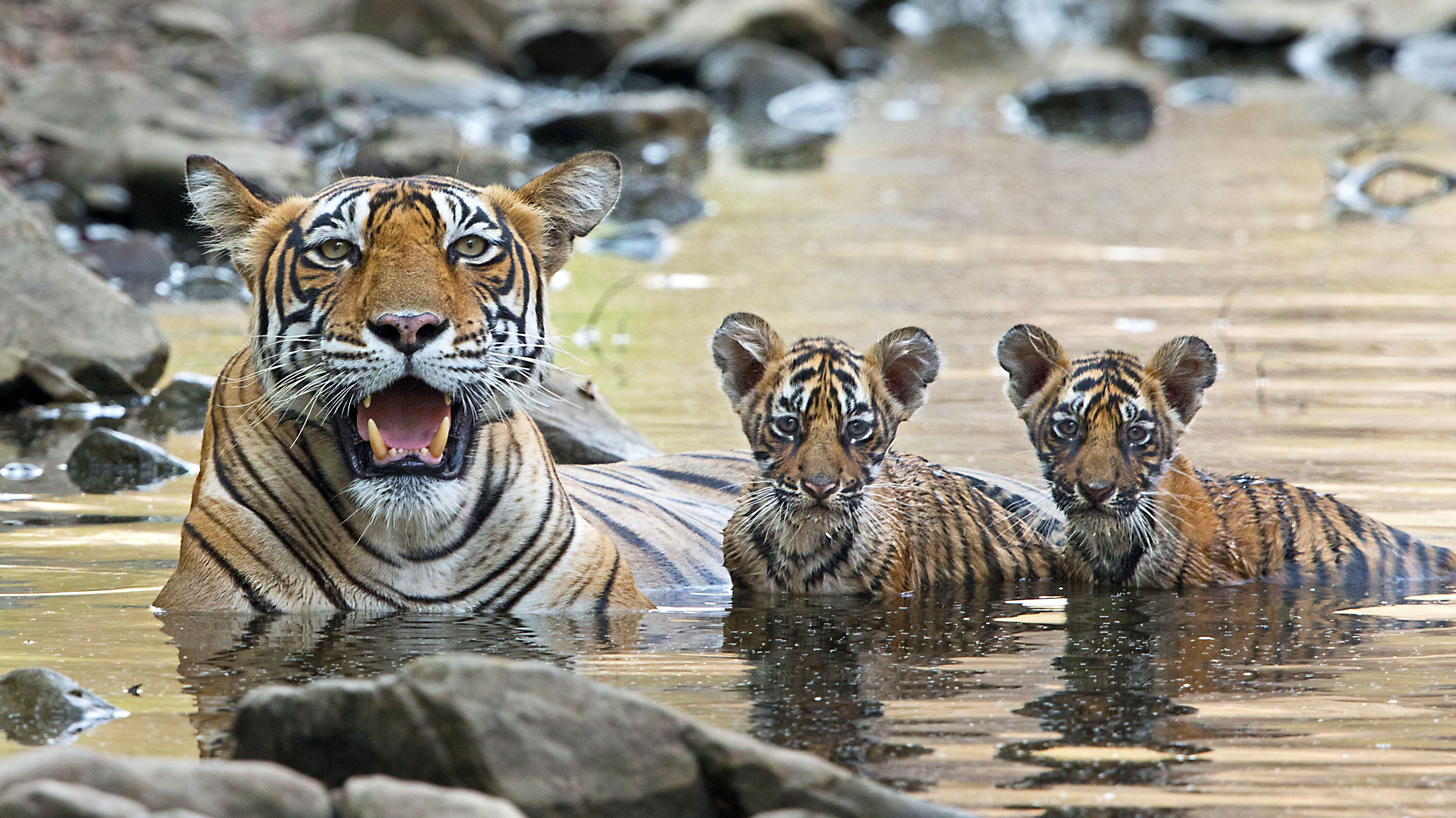 Descarga gratuita de fondo de pantalla para móvil de Gatos, Animales, Tigre.