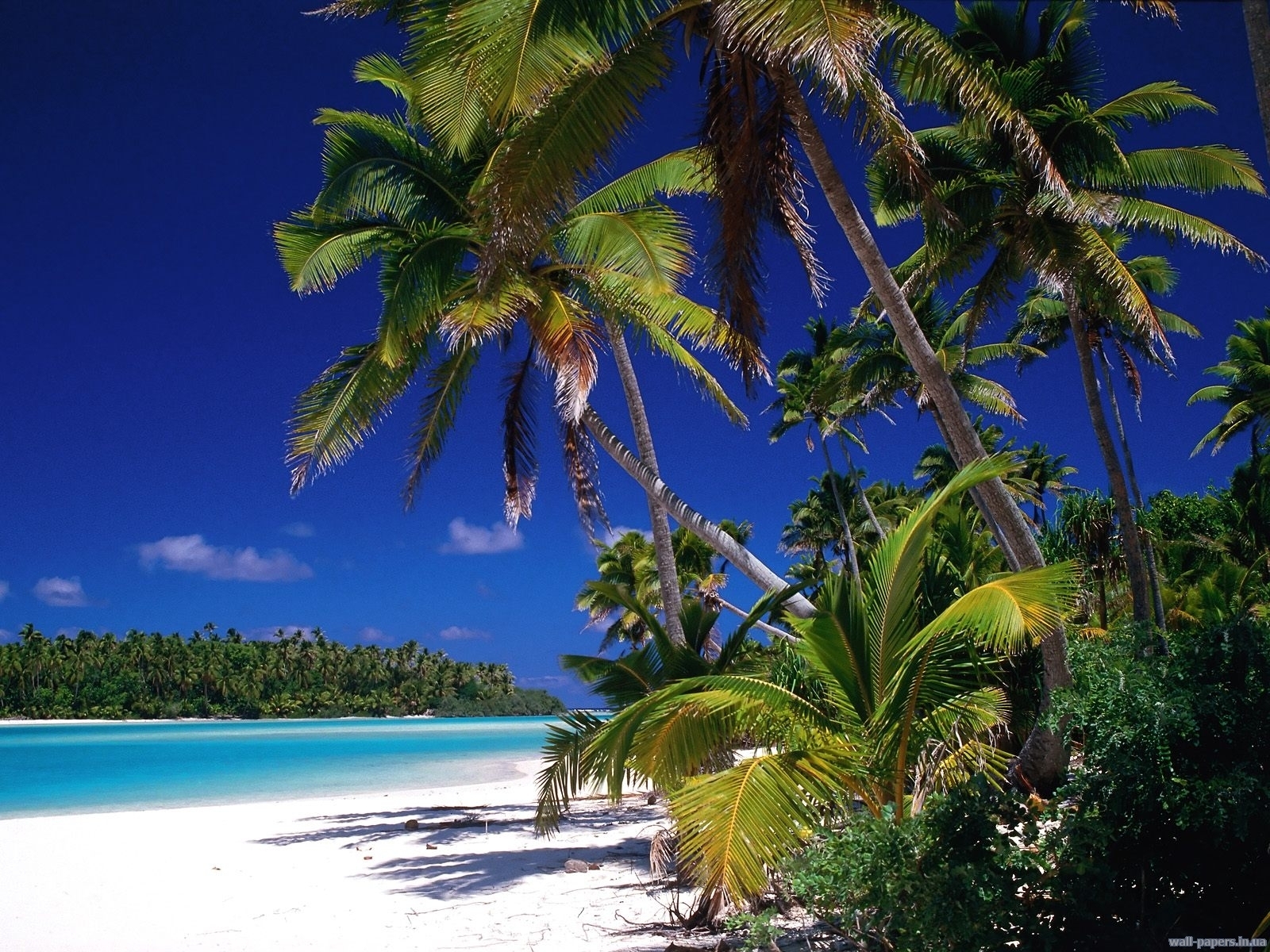 5605 Hintergrundbild herunterladen sea, strand, landschaft, palms - Bildschirmschoner und Bilder kostenlos
