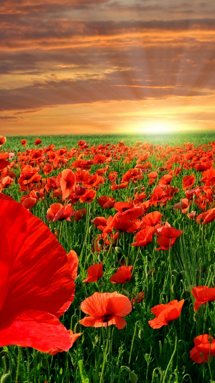 Download mobile wallpaper Flowers, Earth, Poppy for free.