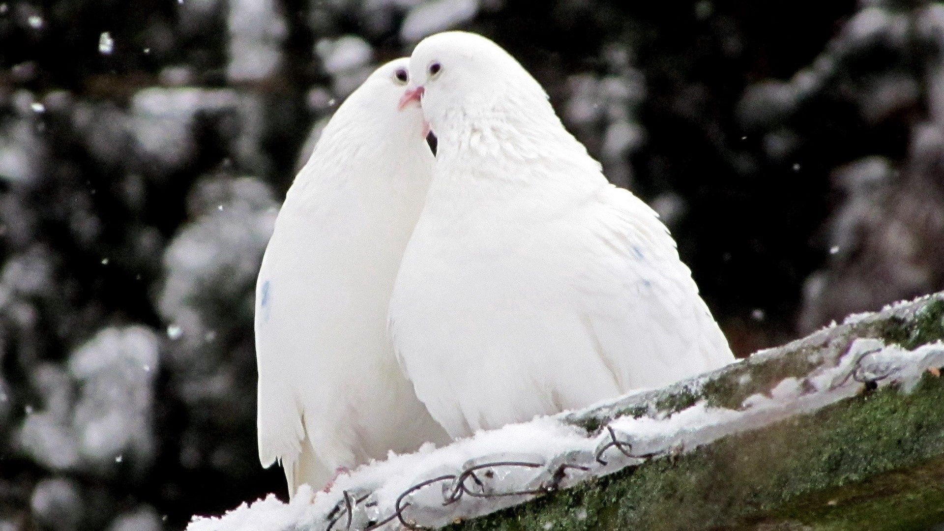 56702 descargar imagen animales, birds, palomas, nieve, pluma: fondos de pantalla y protectores de pantalla gratis