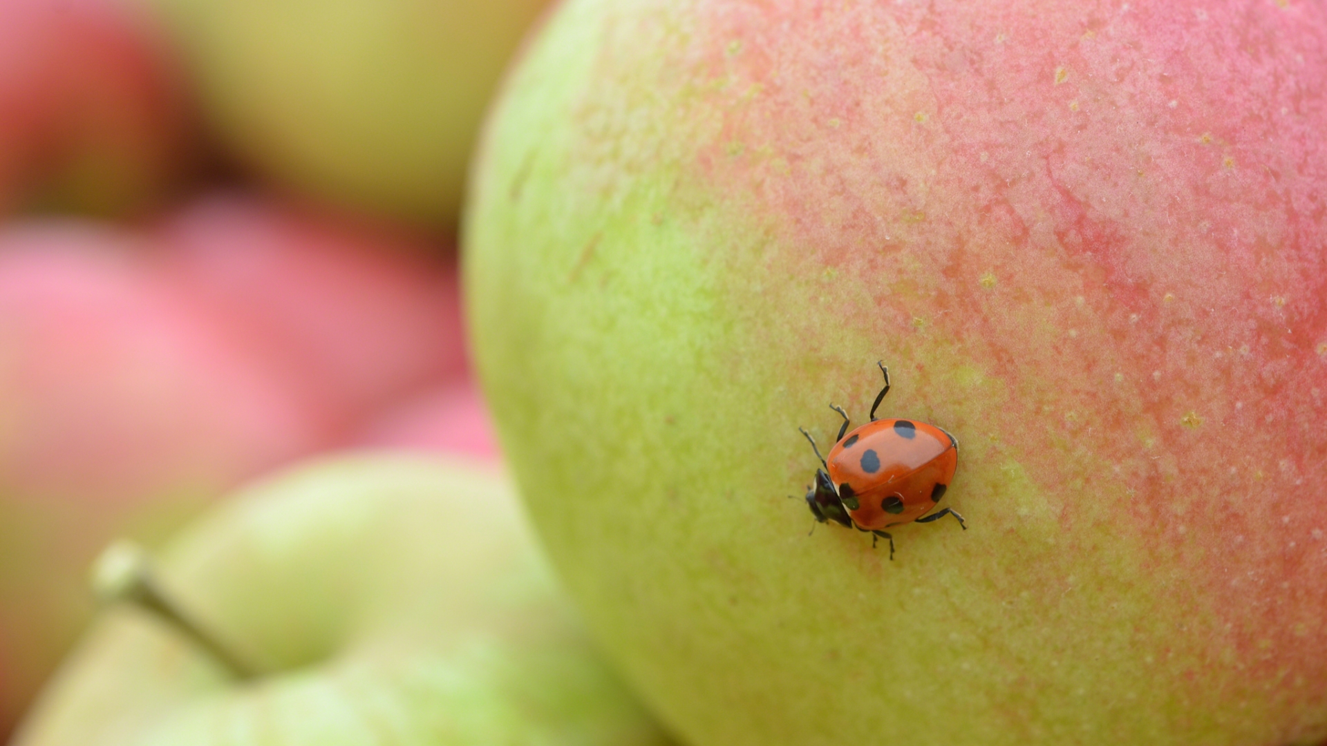 Download mobile wallpaper Apple, Animal, Ladybug for free.