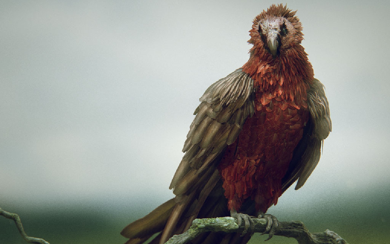 Téléchargez gratuitement l'image Animaux, Oiseau sur le bureau de votre PC