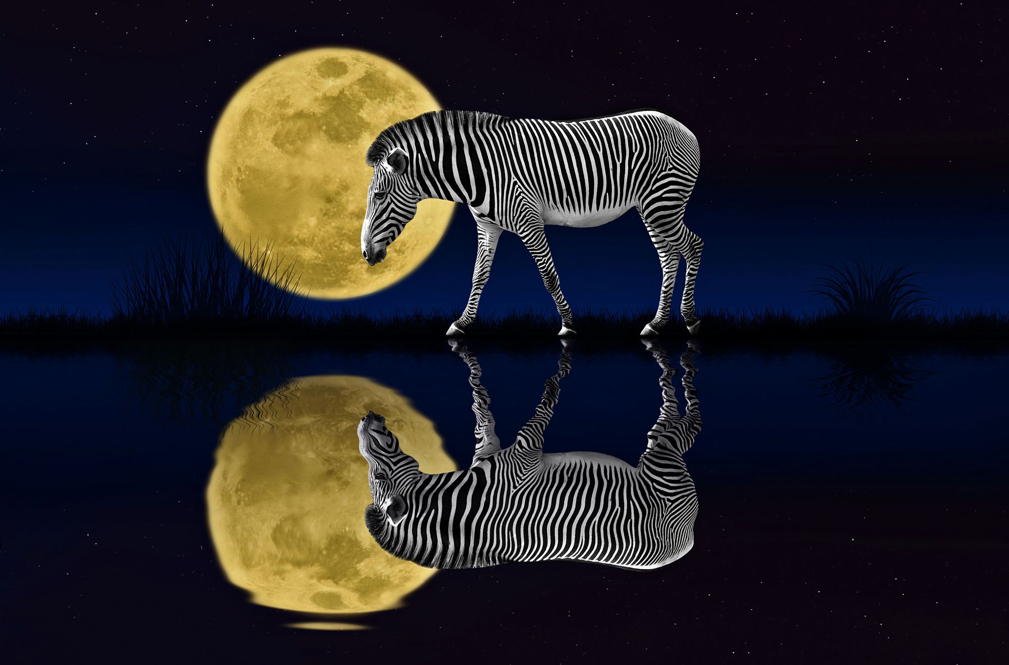 753048 скачать обои животные, зебра, луна, отражение - заставки и картинки бесплатно