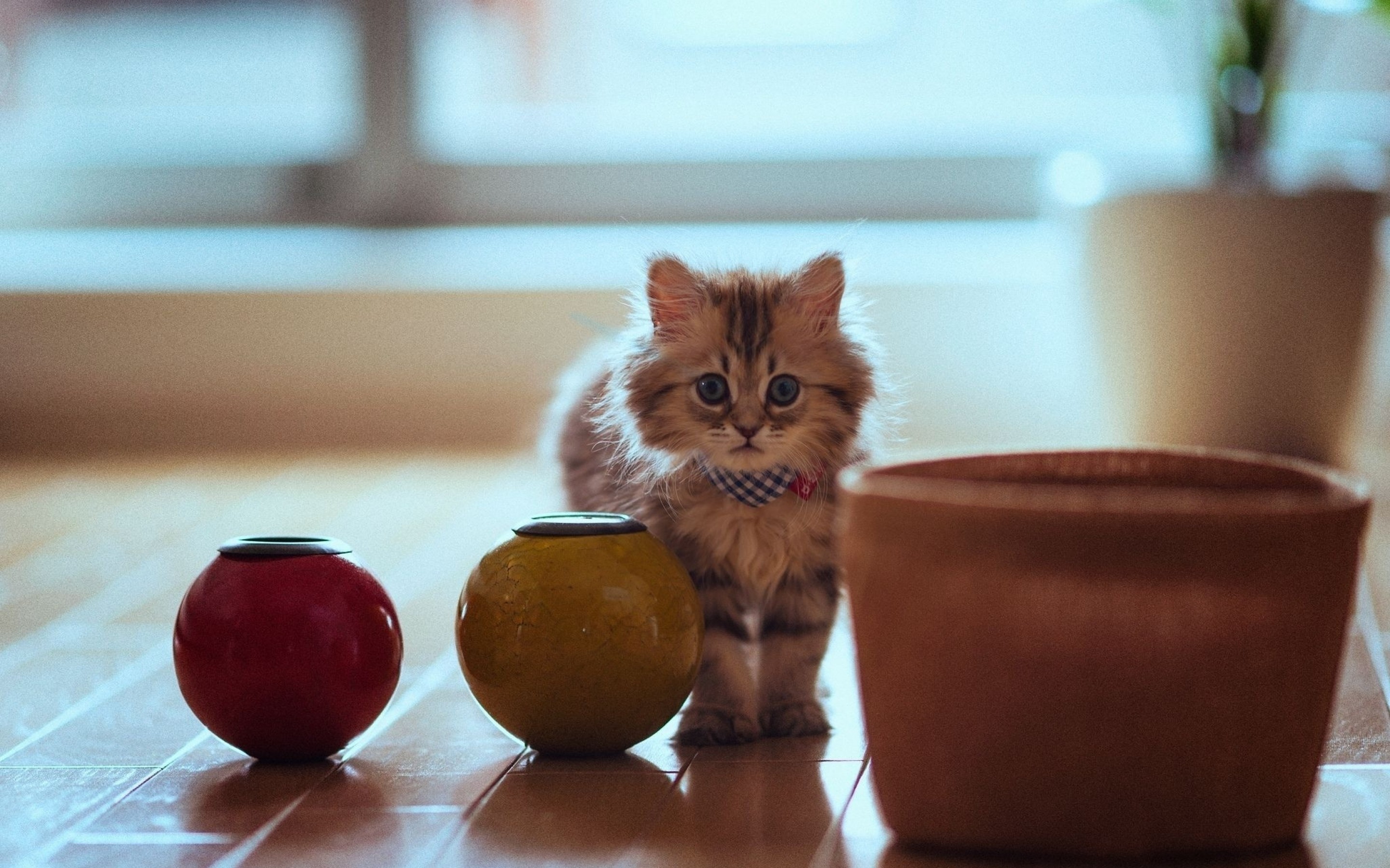 Baixar papel de parede para celular de Animais, Gatos, Gato gratuito.