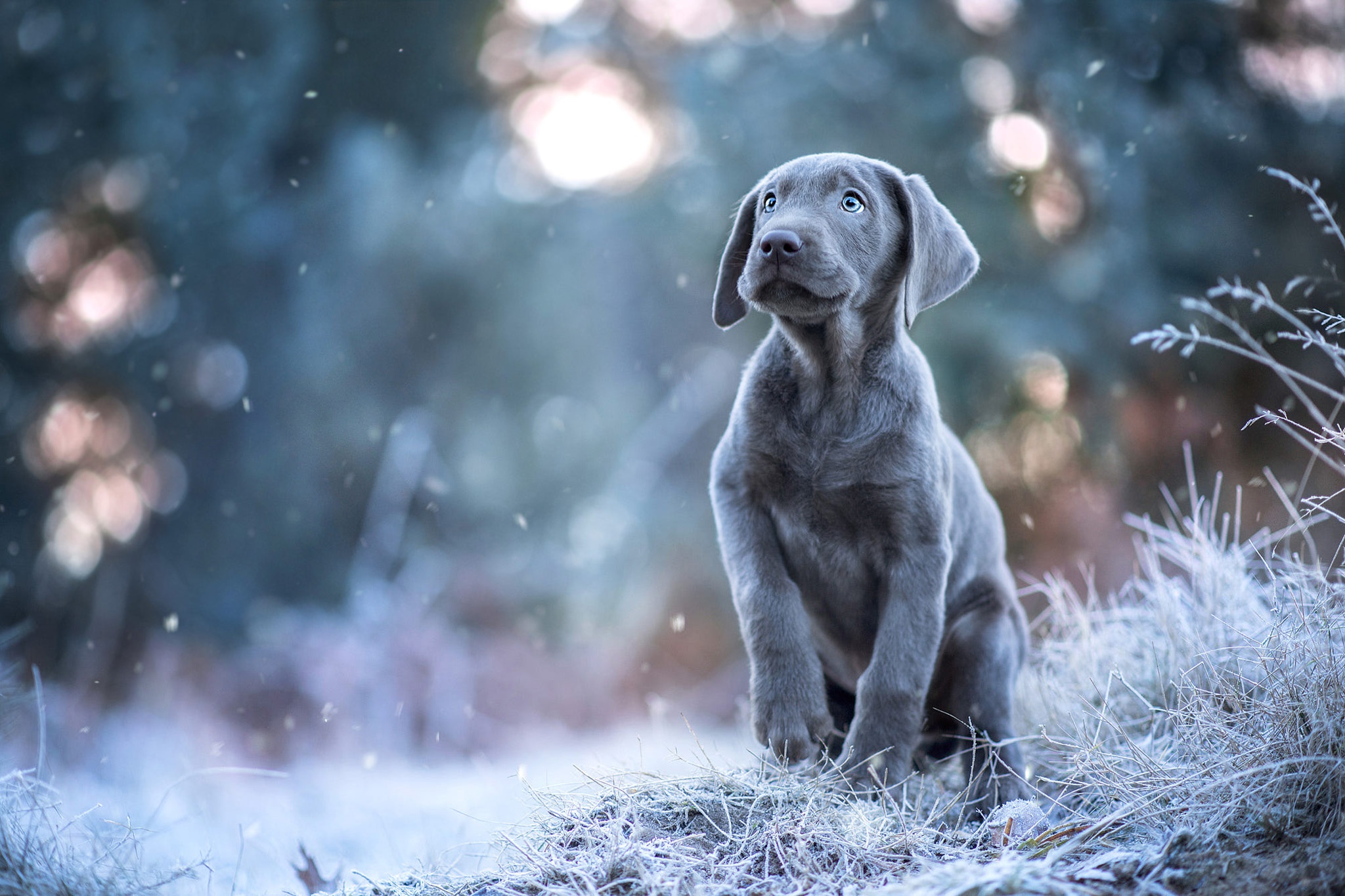 Download mobile wallpaper Dogs, Dog, Animal, Puppy, Weimaraner, Baby Animal for free.