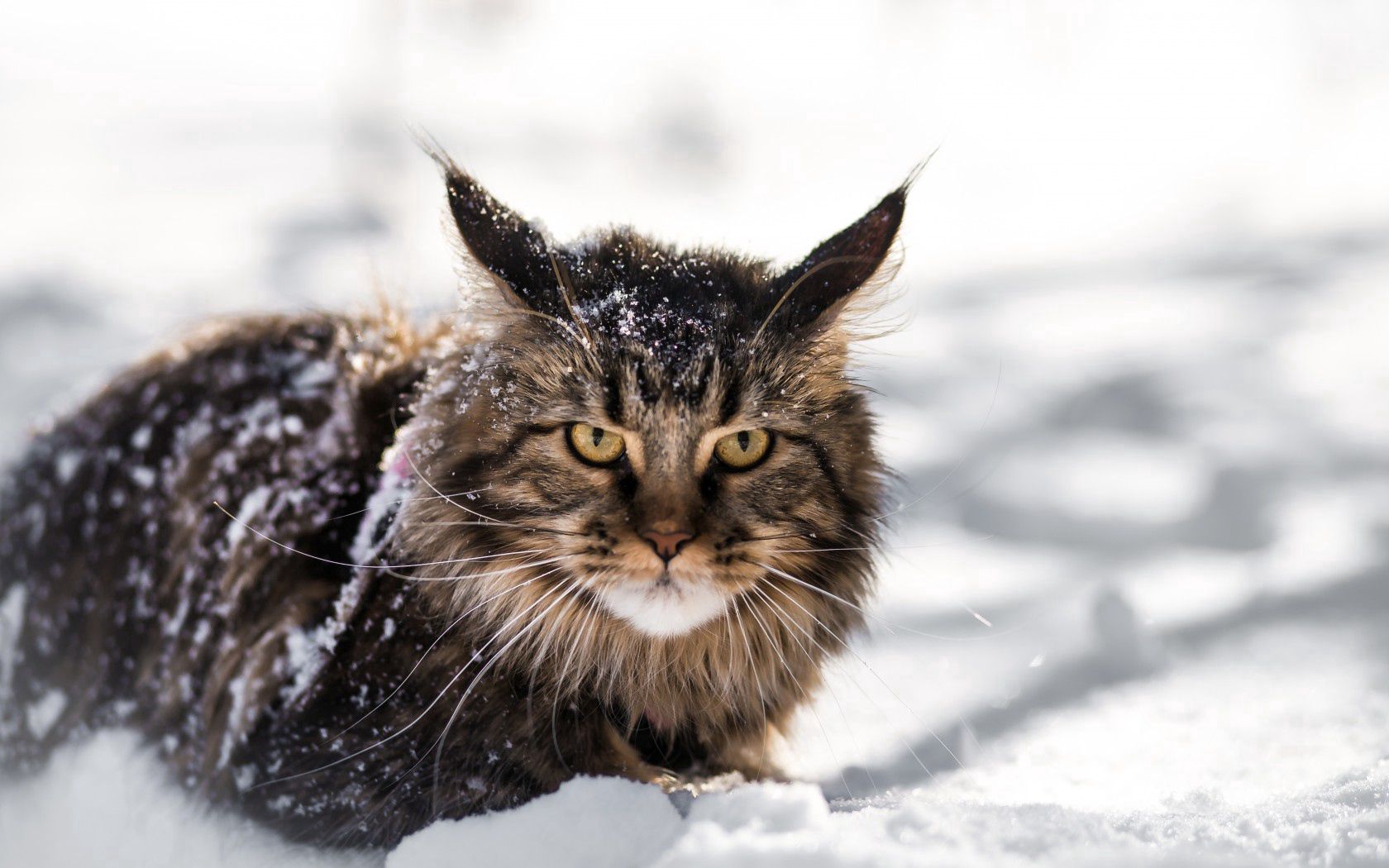 Free download wallpaper Animals, Snow, Fluffy, Meinkun, Maine Coon, Cat on your PC desktop