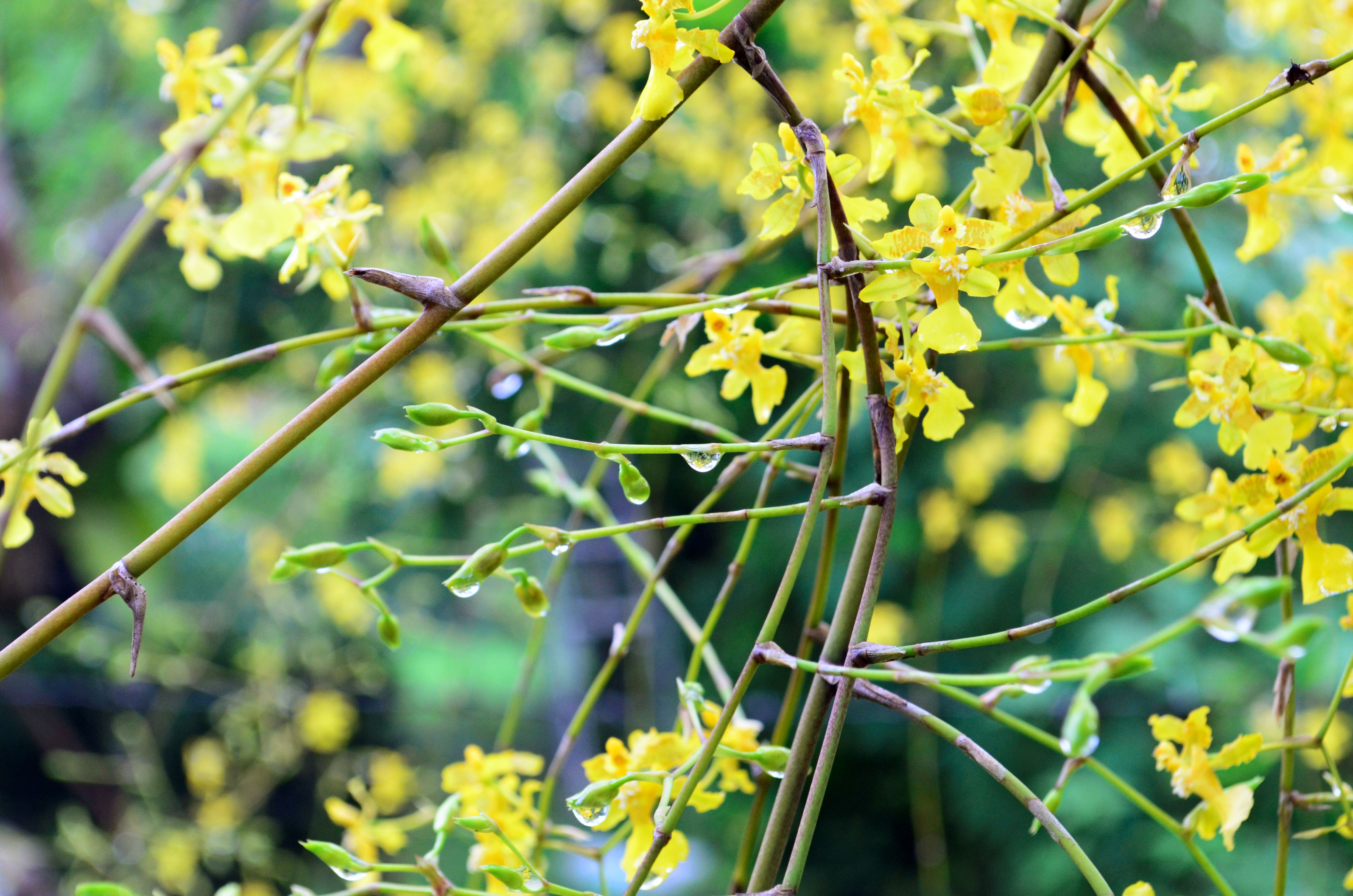 Descarga gratis la imagen Flor, Tierra/naturaleza en el escritorio de tu PC