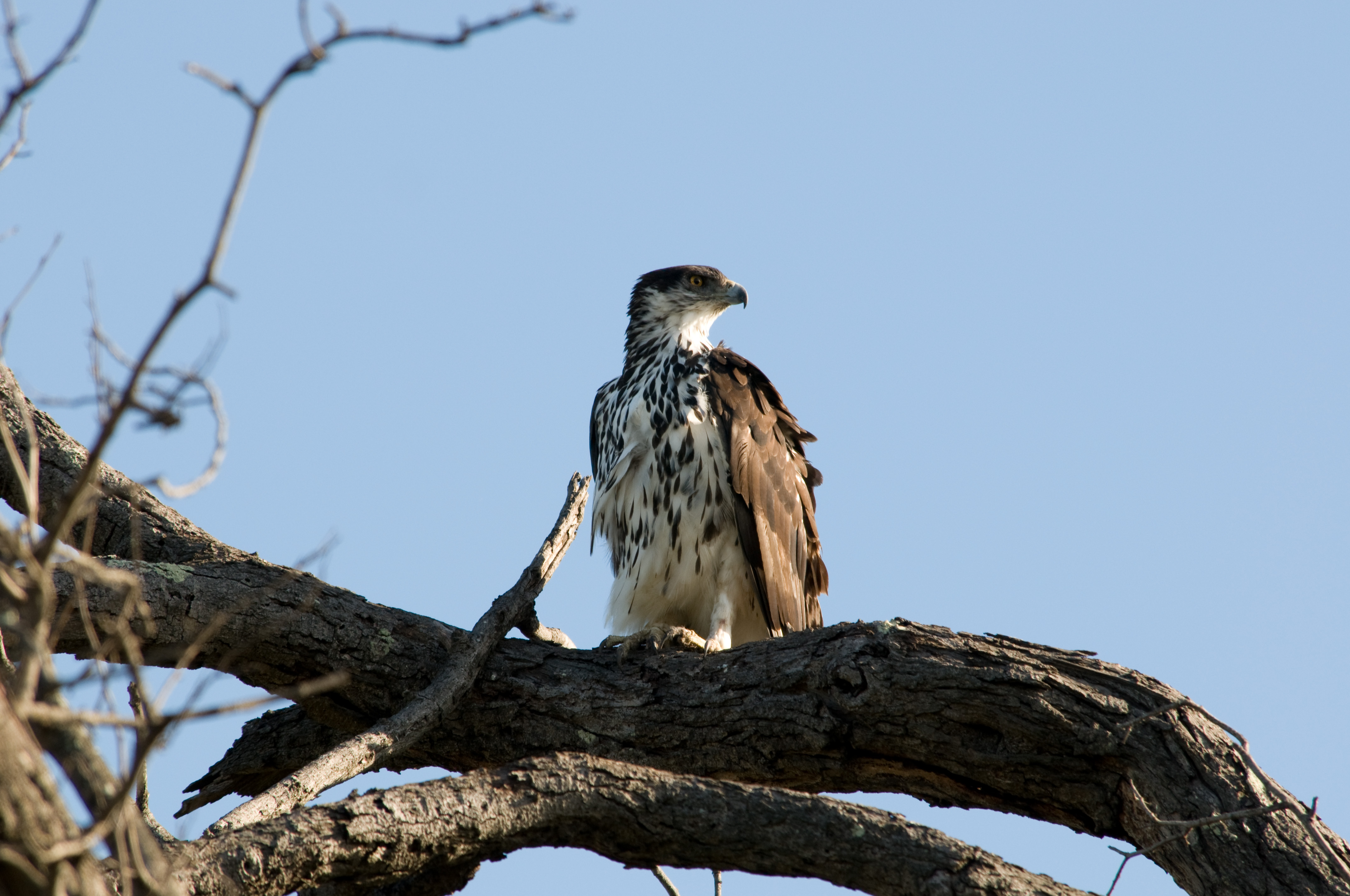 Téléchargez des papiers peints mobile Aigle, Des Oiseaux, Animaux gratuitement.