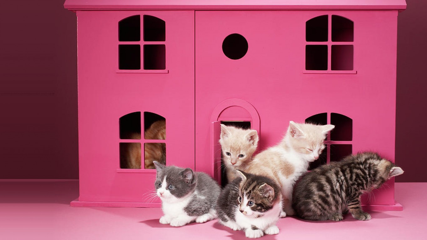 Laden Sie das Tiere, Katzen, Katze-Bild kostenlos auf Ihren PC-Desktop herunter