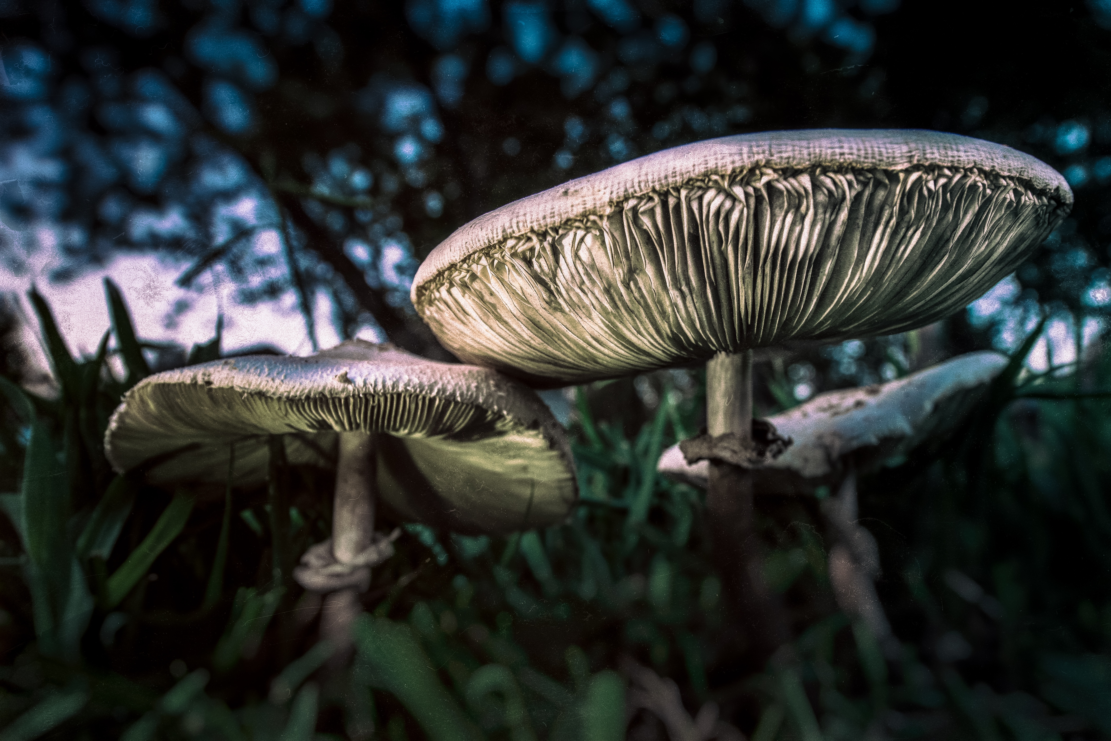 Download mobile wallpaper Nature, Close Up, Fall, Earth, Mushroom for free.