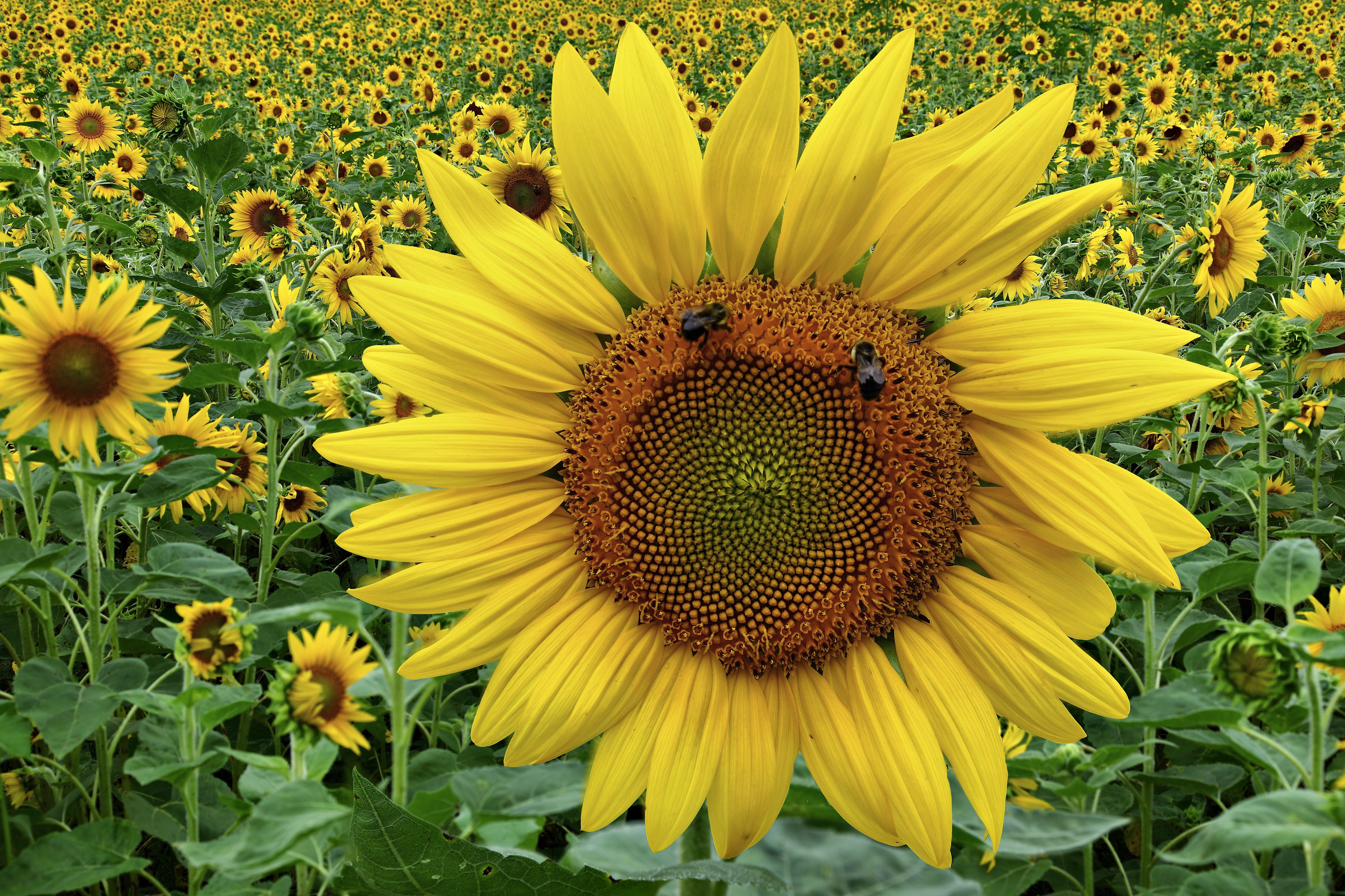 Descarga gratis la imagen Flores, Girasol, Tierra/naturaleza en el escritorio de tu PC