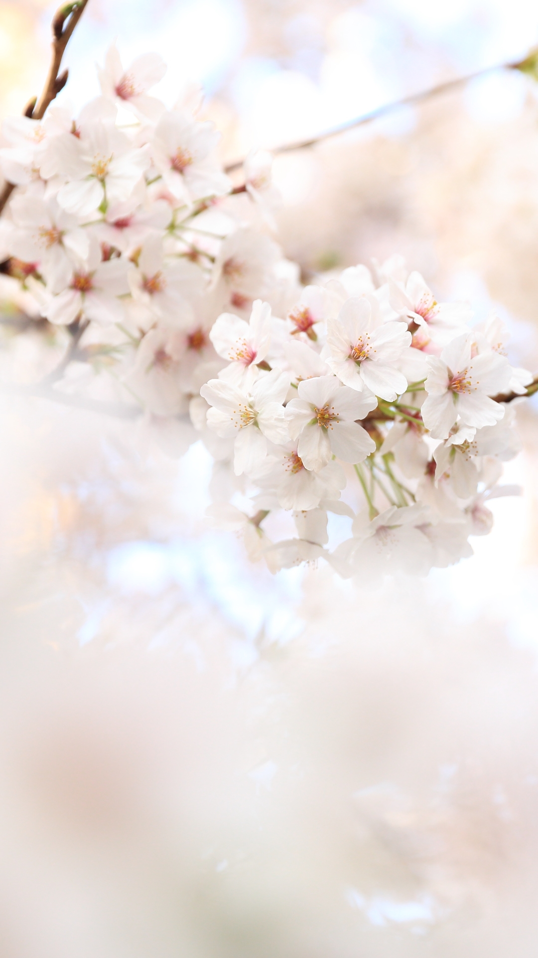 Download mobile wallpaper Nature, Flowers, Flower, Blur, Branch, Earth, Cherry Blossom, White Flower, Blossom for free.