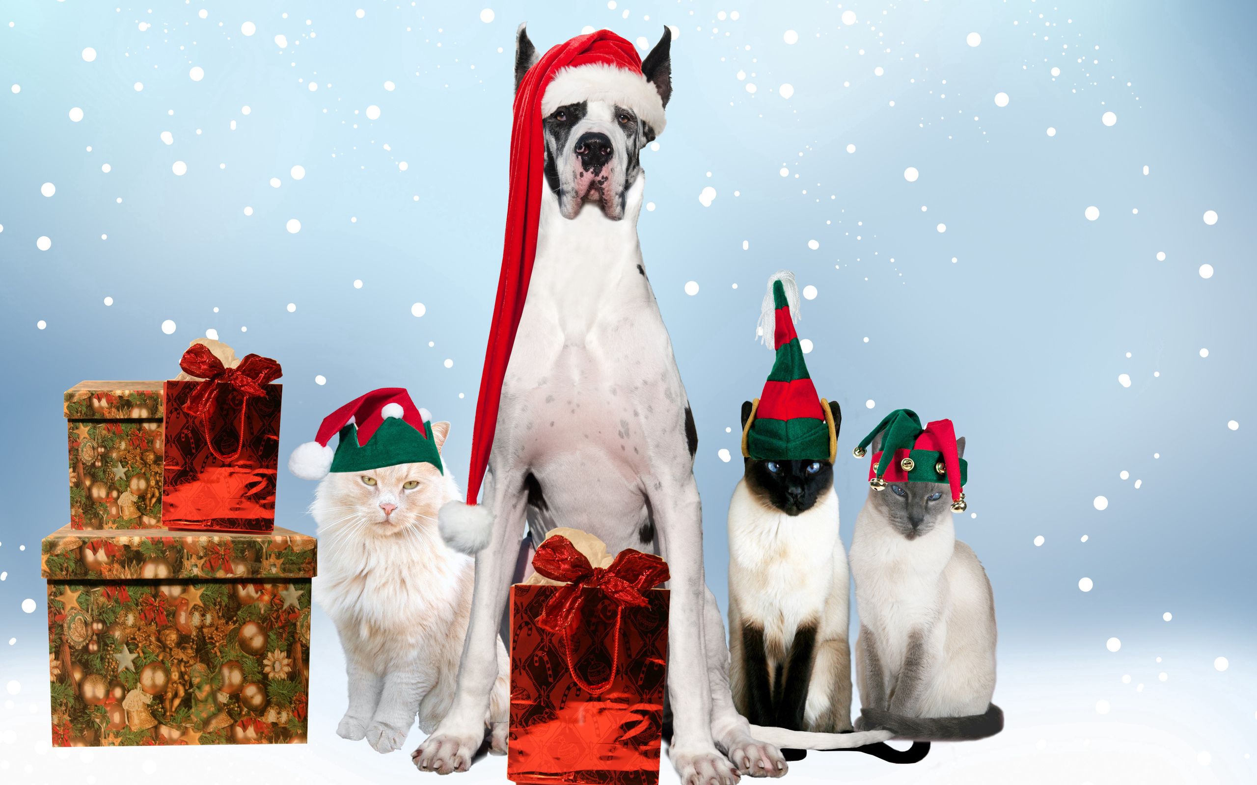 155312画像をダウンロード動物, ドッグ, 新年, 猫, 休日, 衣装, コスチューム, お祭り-壁紙とスクリーンセーバーを無料で