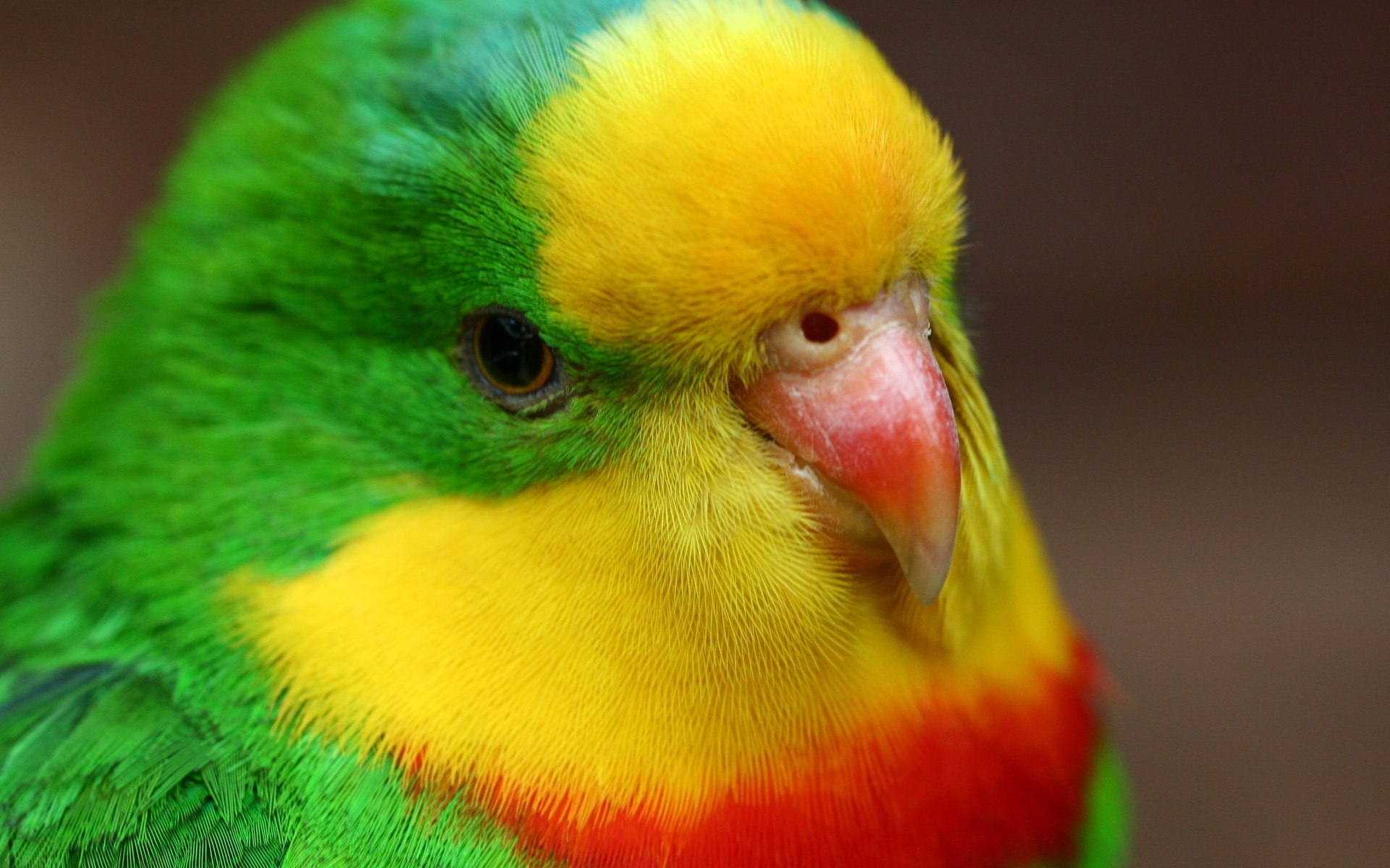 277166 Bild herunterladen tiere, wellensittich, vögel - Hintergrundbilder und Bildschirmschoner kostenlos