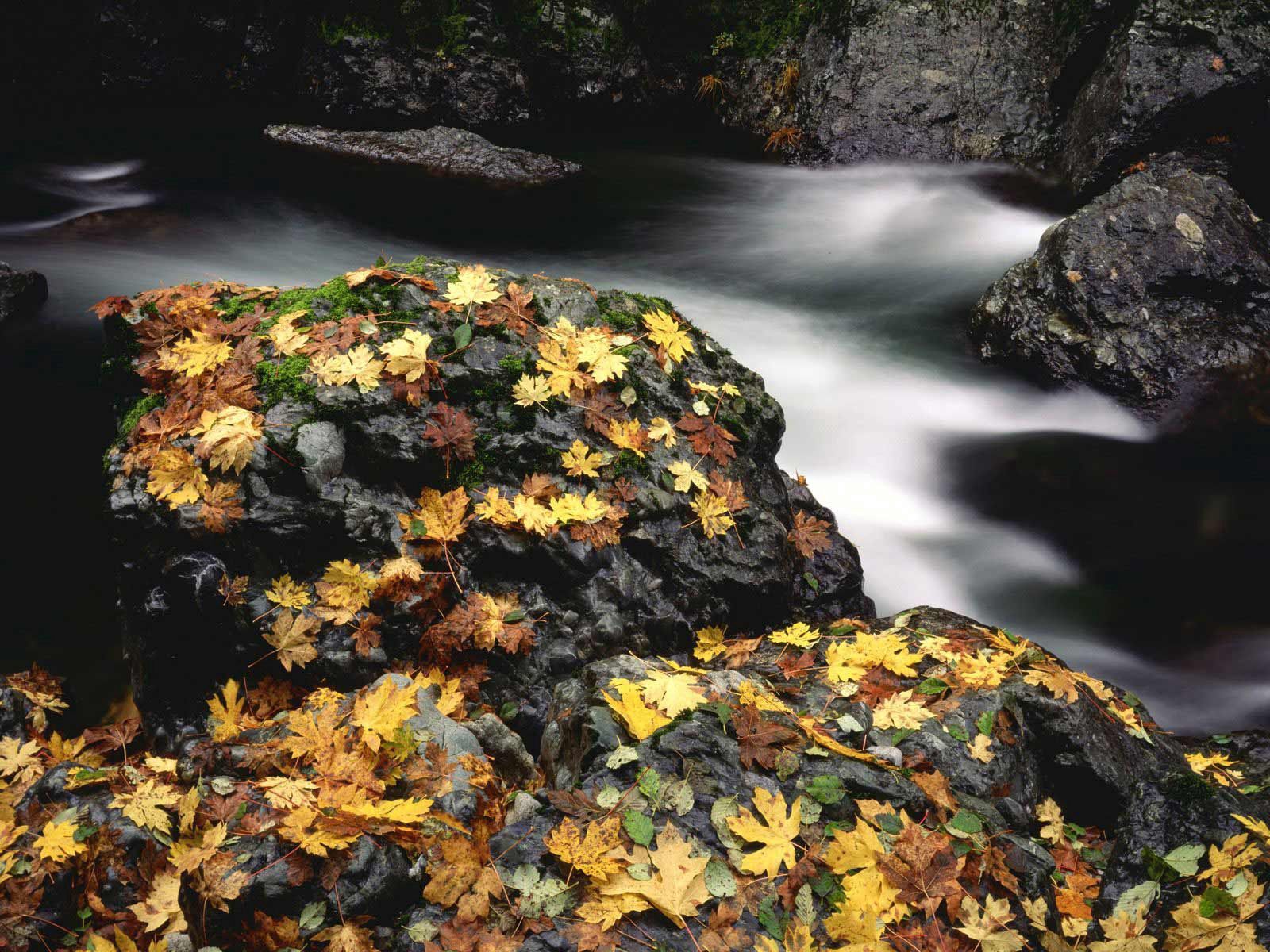 Скачать картинку Река, Камни, Мох, Листья, Природа, Осень в телефон бесплатно.