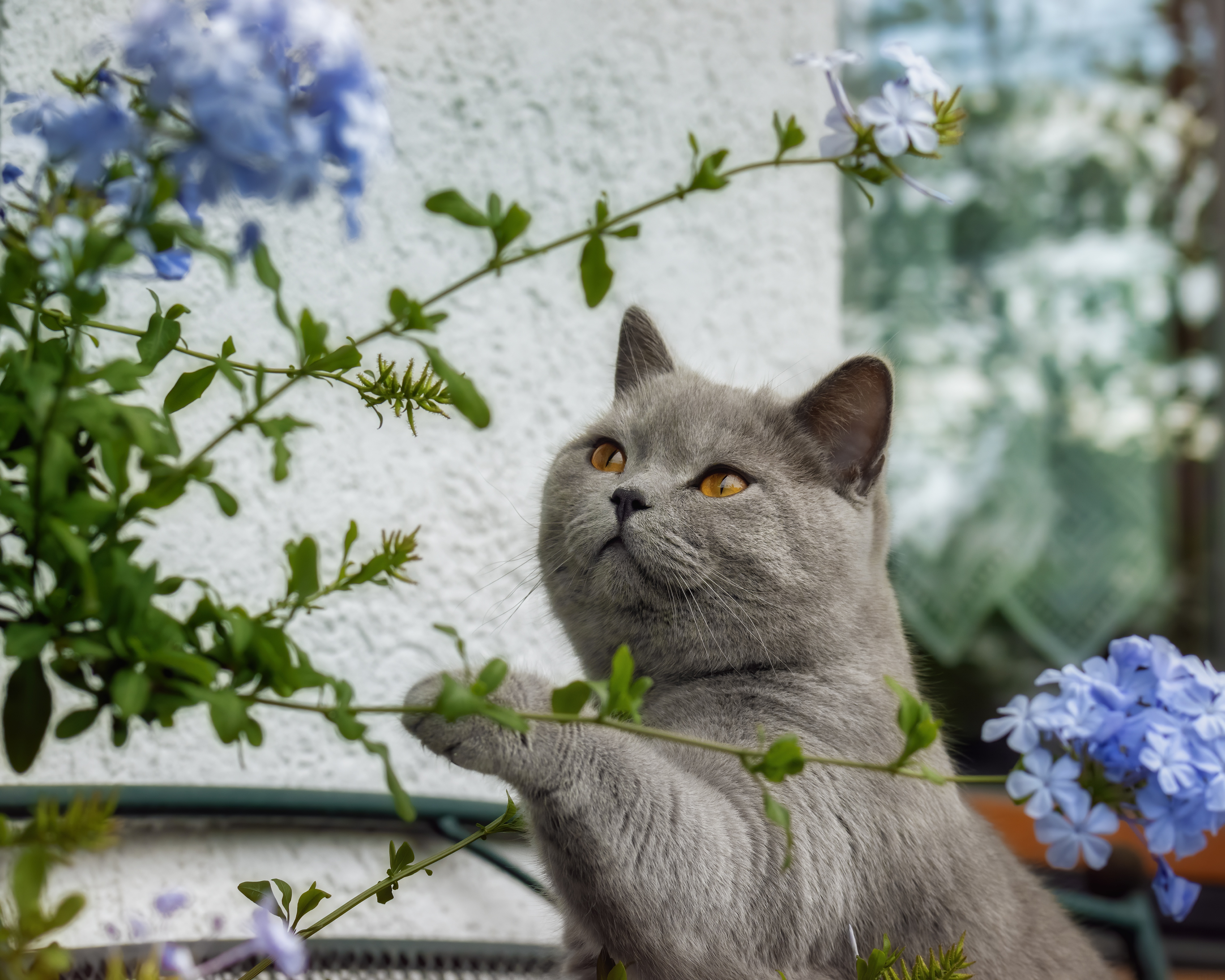 Téléchargez des papiers peints mobile Animaux, Chats, Chat gratuitement.