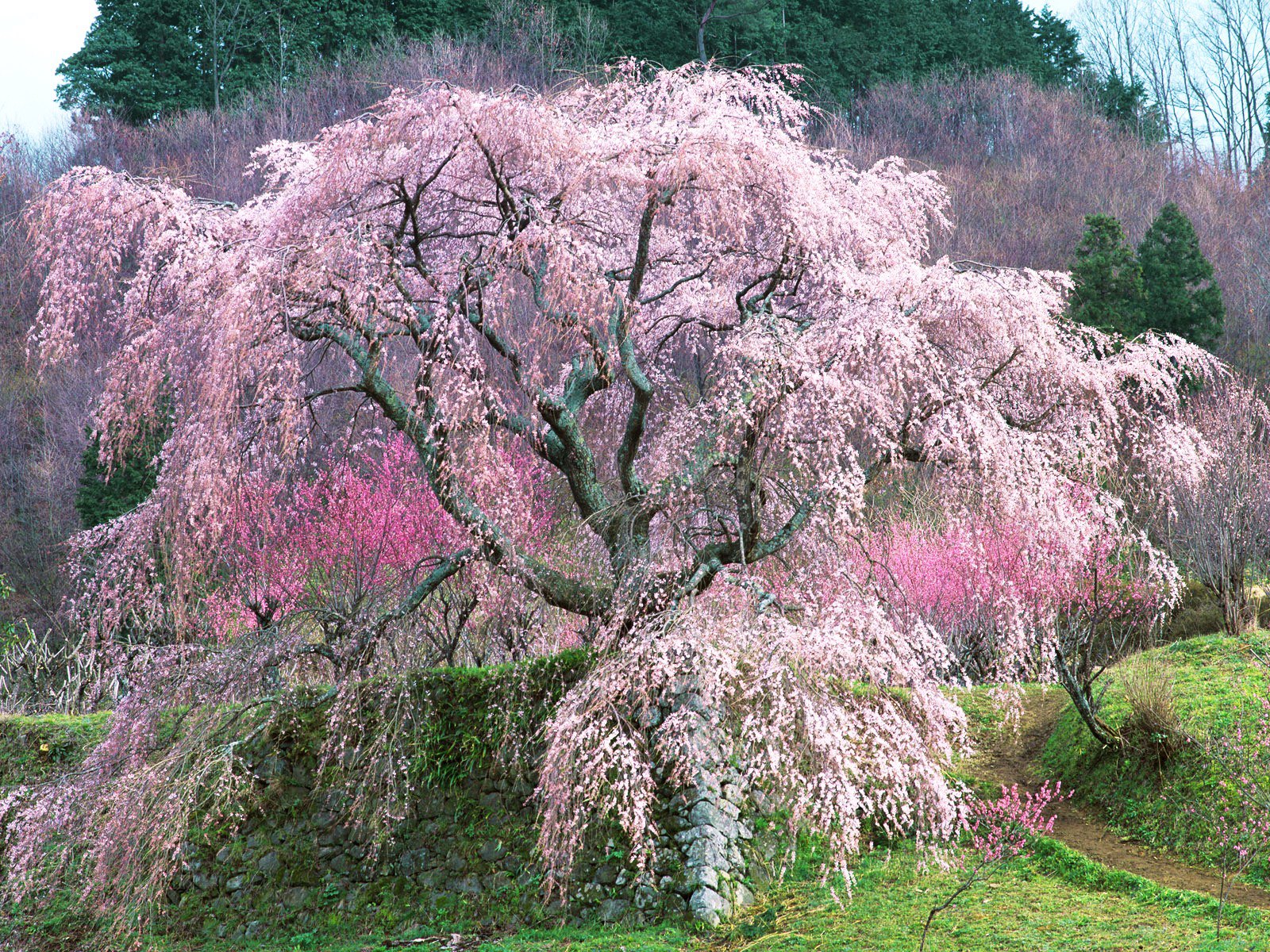 Laden Sie das Bäume, Rosa, Baum, Blüte, Kirschblüte, Erde/natur-Bild kostenlos auf Ihren PC-Desktop herunter