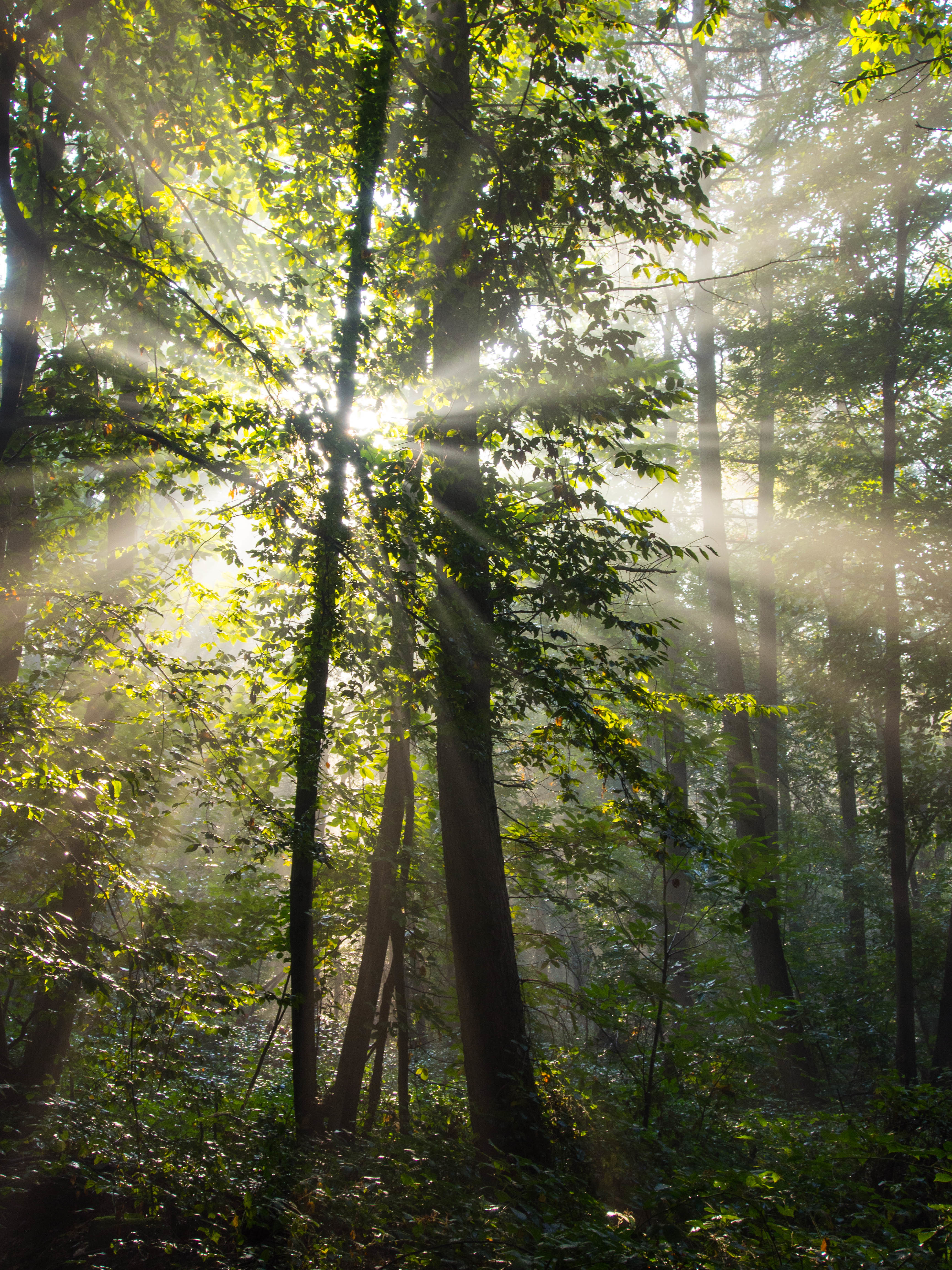 Free download wallpaper Trees, Rays, Beams, Forest, Branches, Nature on your PC desktop