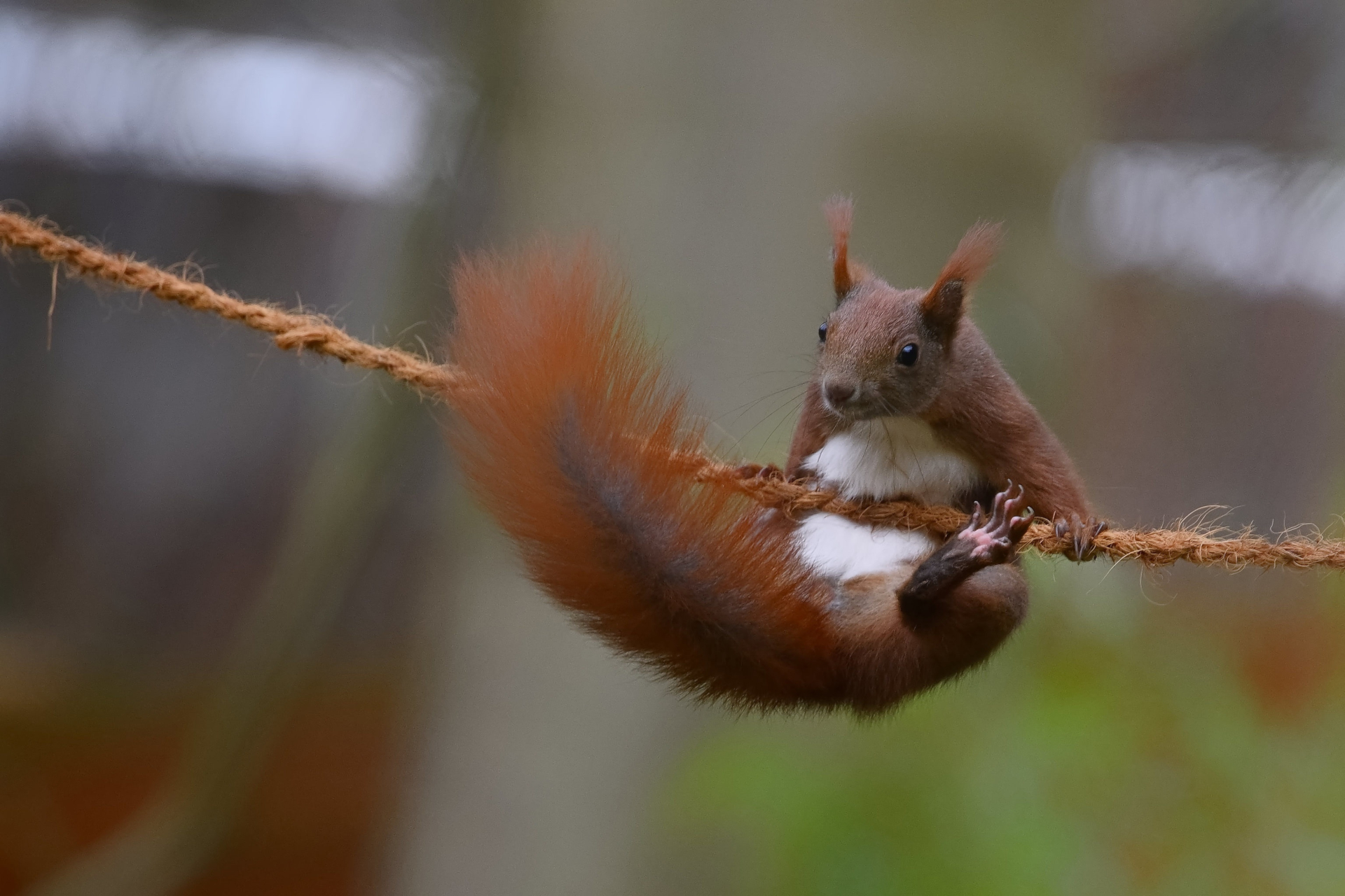 animal, red squirrel