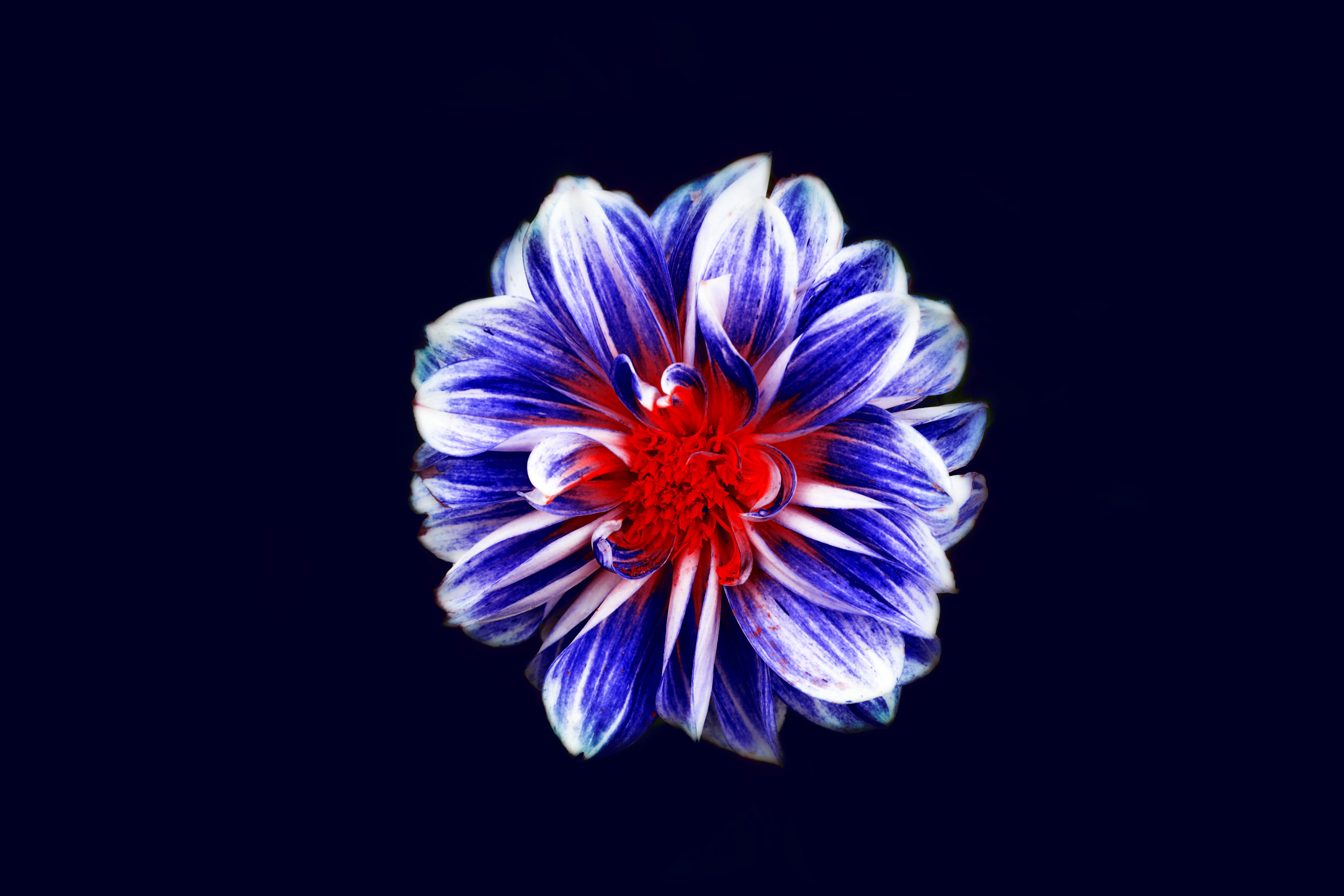Descarga gratis la imagen Flores, Flor, Pétalos, Yema, Brote, Púrpura, Violeta en el escritorio de tu PC
