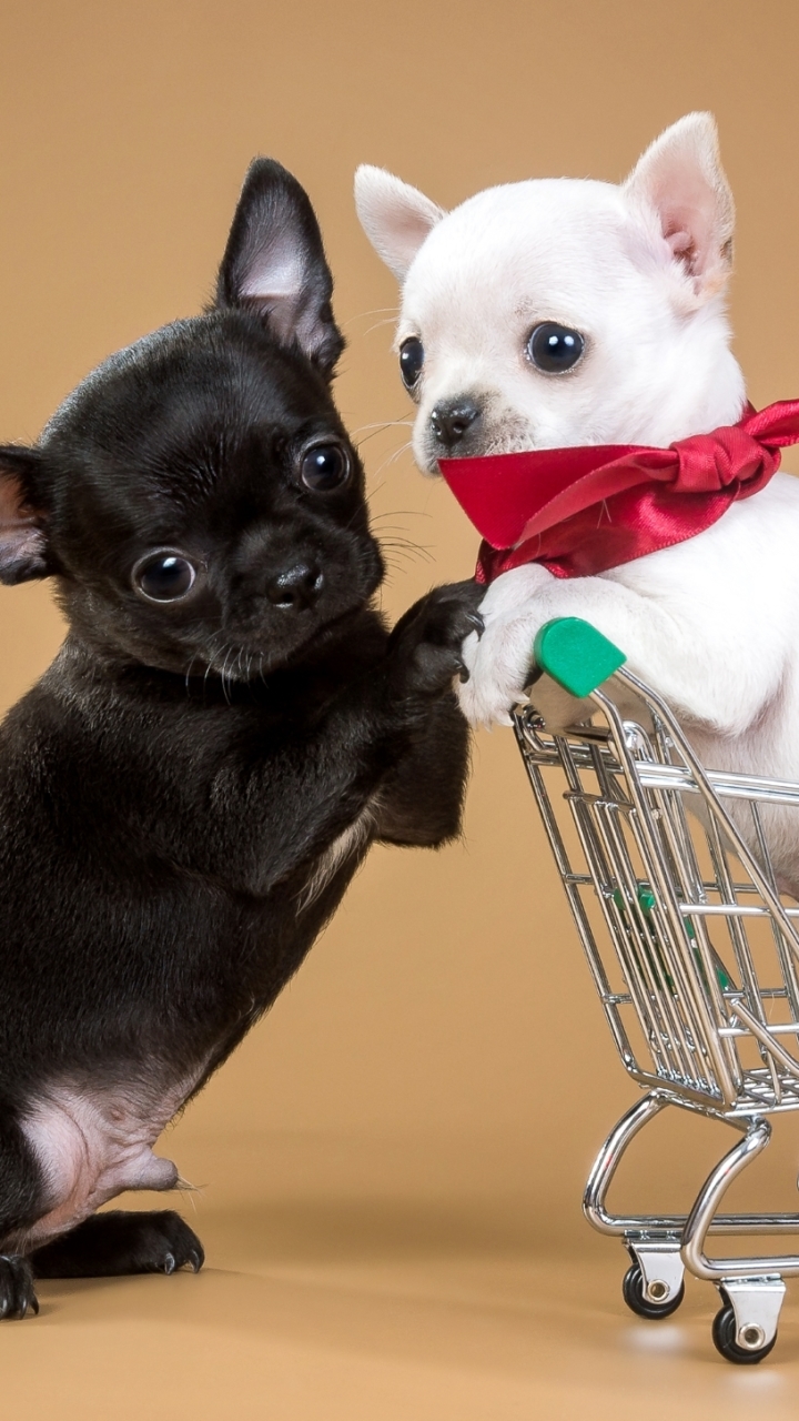 Download mobile wallpaper Dogs, Dog, Animal, Puppy, Chihuahua for free.