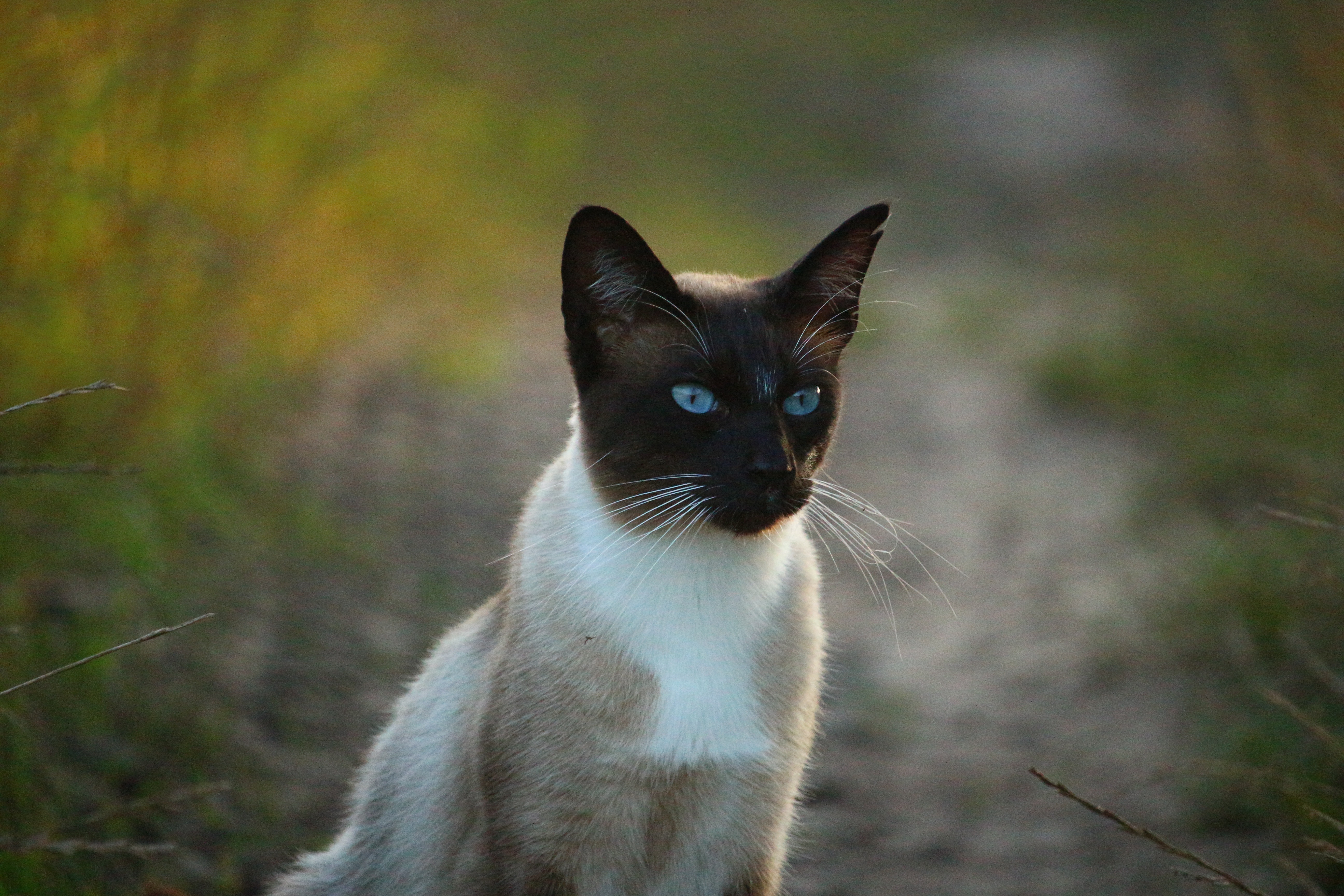 107958 descargar fondo de pantalla animales, gato, ojos azules, de ojos azules, gato siames, gato siamés: protectores de pantalla e imágenes gratis