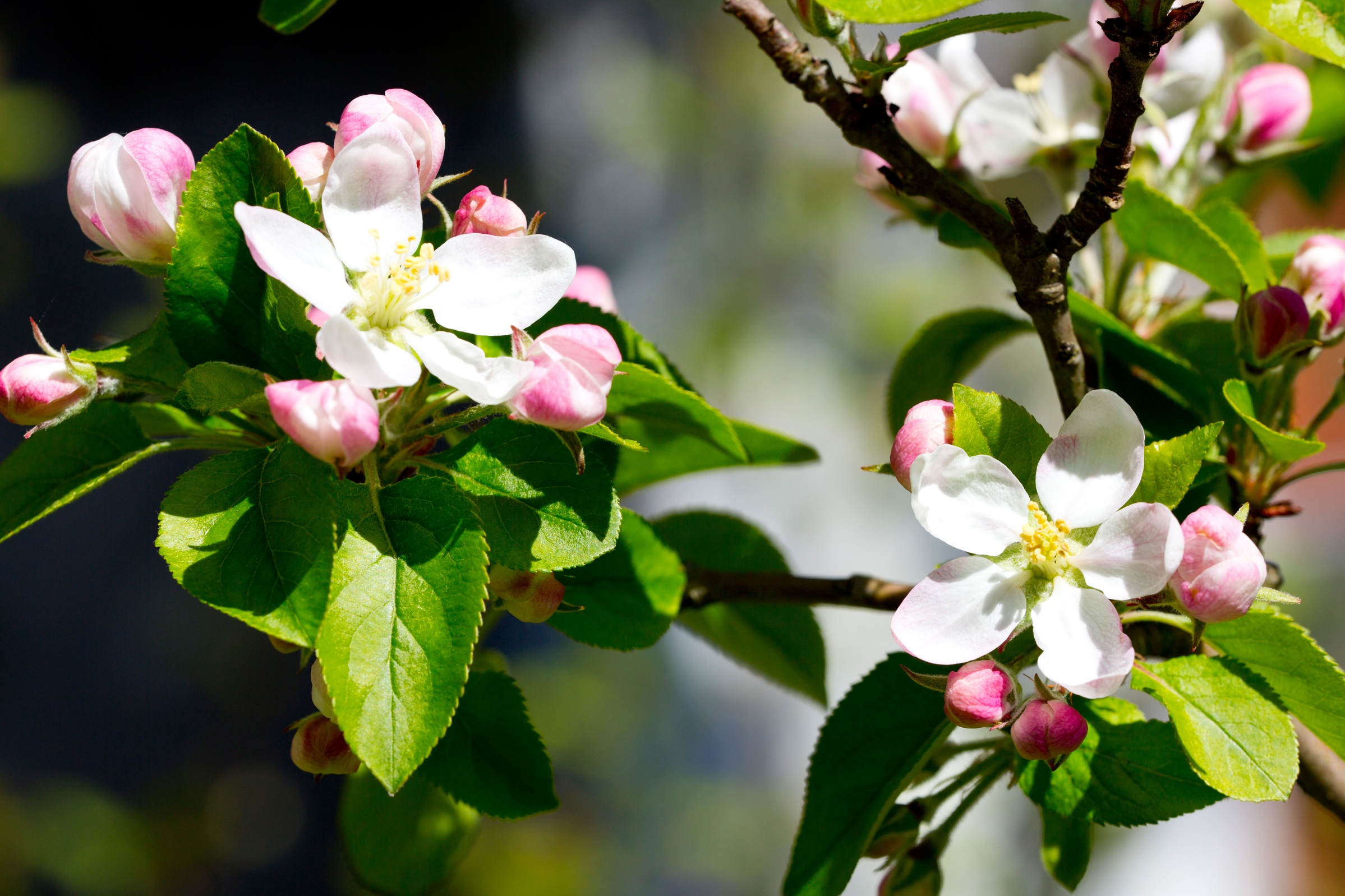 flowers, branches, apple tree