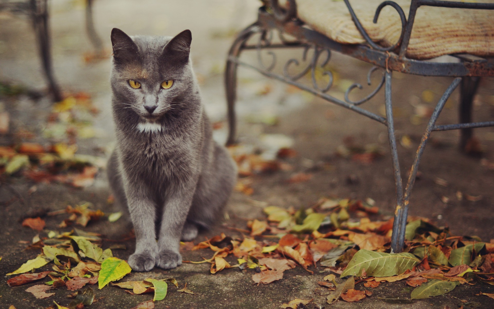 Descarga gratuita de fondo de pantalla para móvil de Animales, Gato.