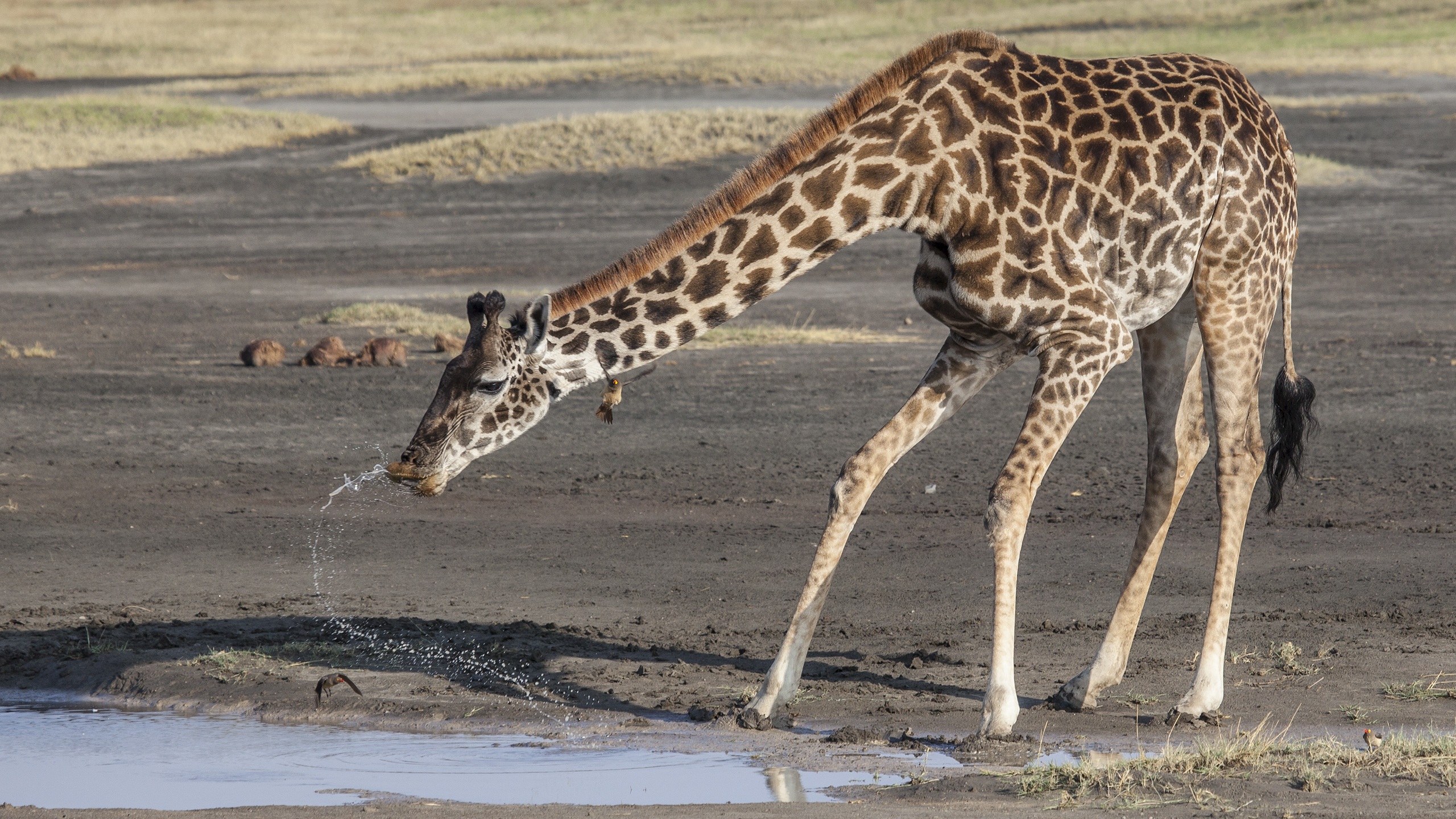755953 Bild herunterladen tiere, giraffe, afrika, säugetier - Hintergrundbilder und Bildschirmschoner kostenlos