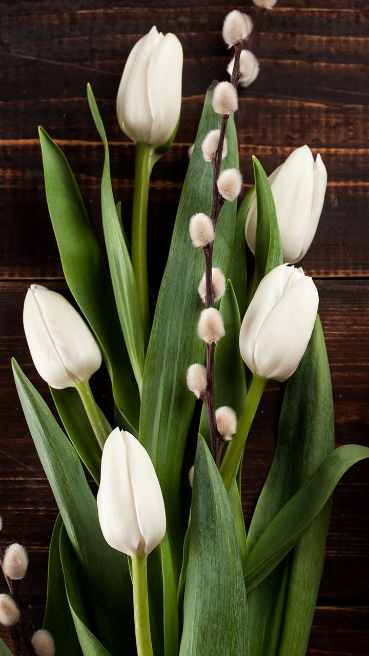 Download mobile wallpaper Flowers, Still Life, Flower, Earth, Tulip, White Flower for free.