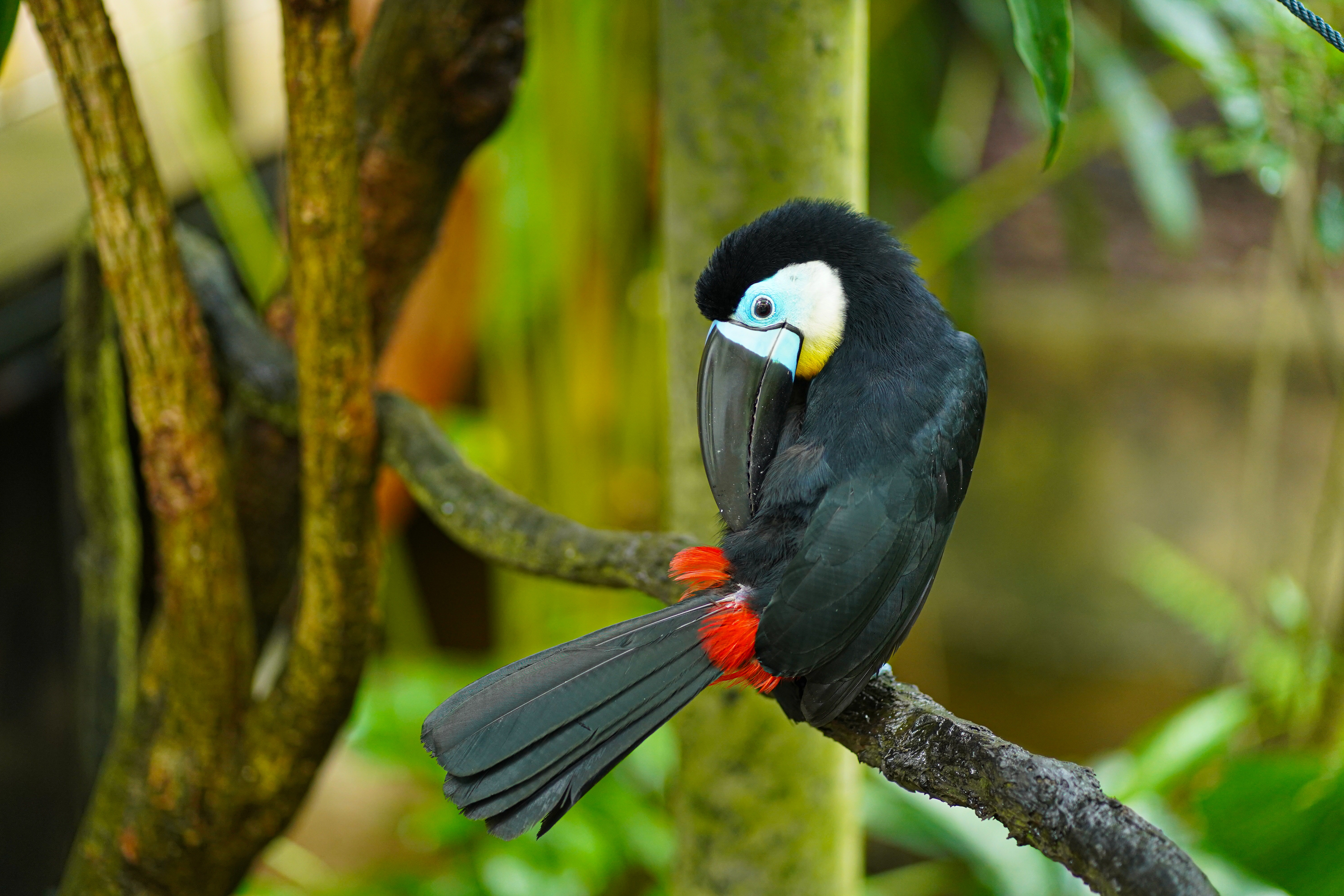 Free download wallpaper Birds, Bird, Branch, Animal, Toucan on your PC desktop