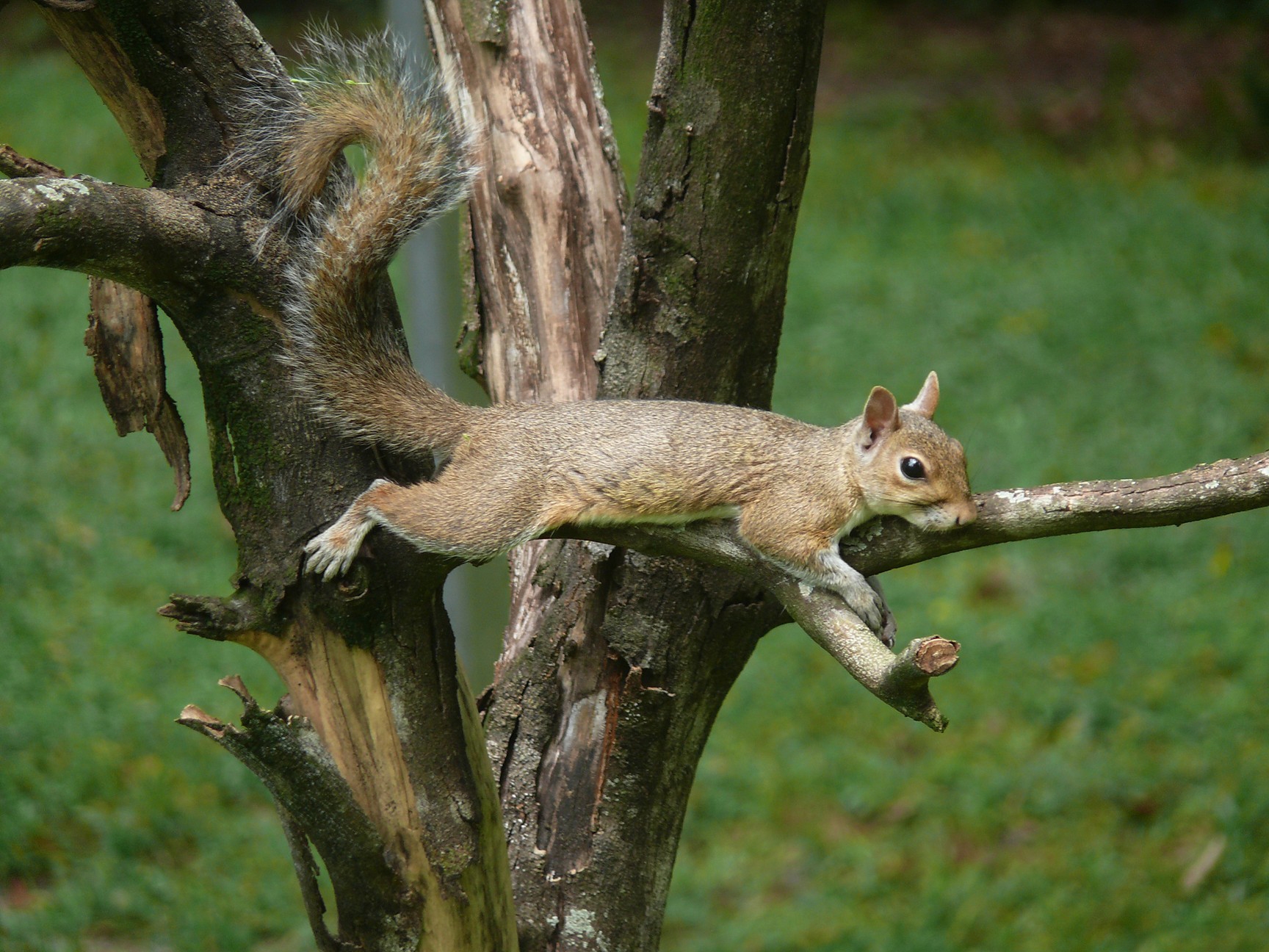 Free download wallpaper Animals, Wood, Tree, Branches, Tail, Squirrel, Eyes on your PC desktop
