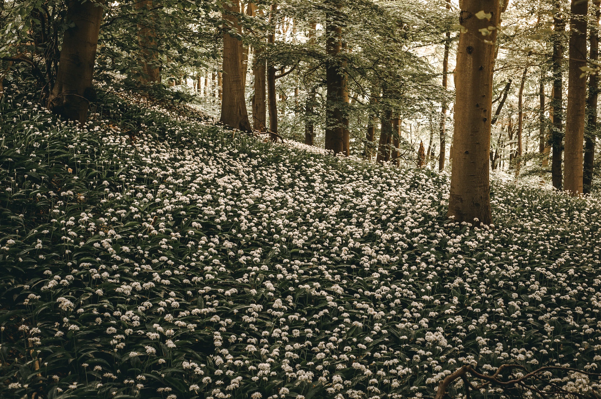 Handy-Wallpaper Natur, Blumen, Blume, Wald, Weiße Blume, Erde/natur kostenlos herunterladen.