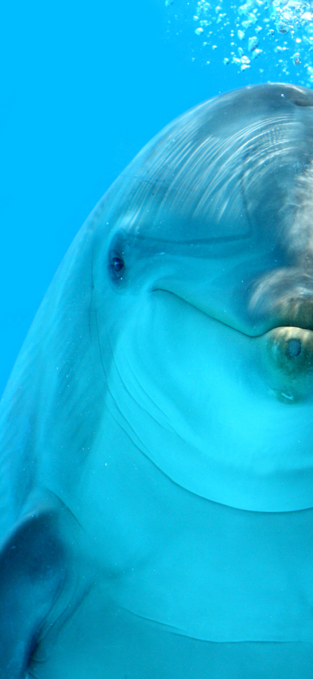 Téléchargez des papiers peints mobile Animaux, Dauphin gratuitement.