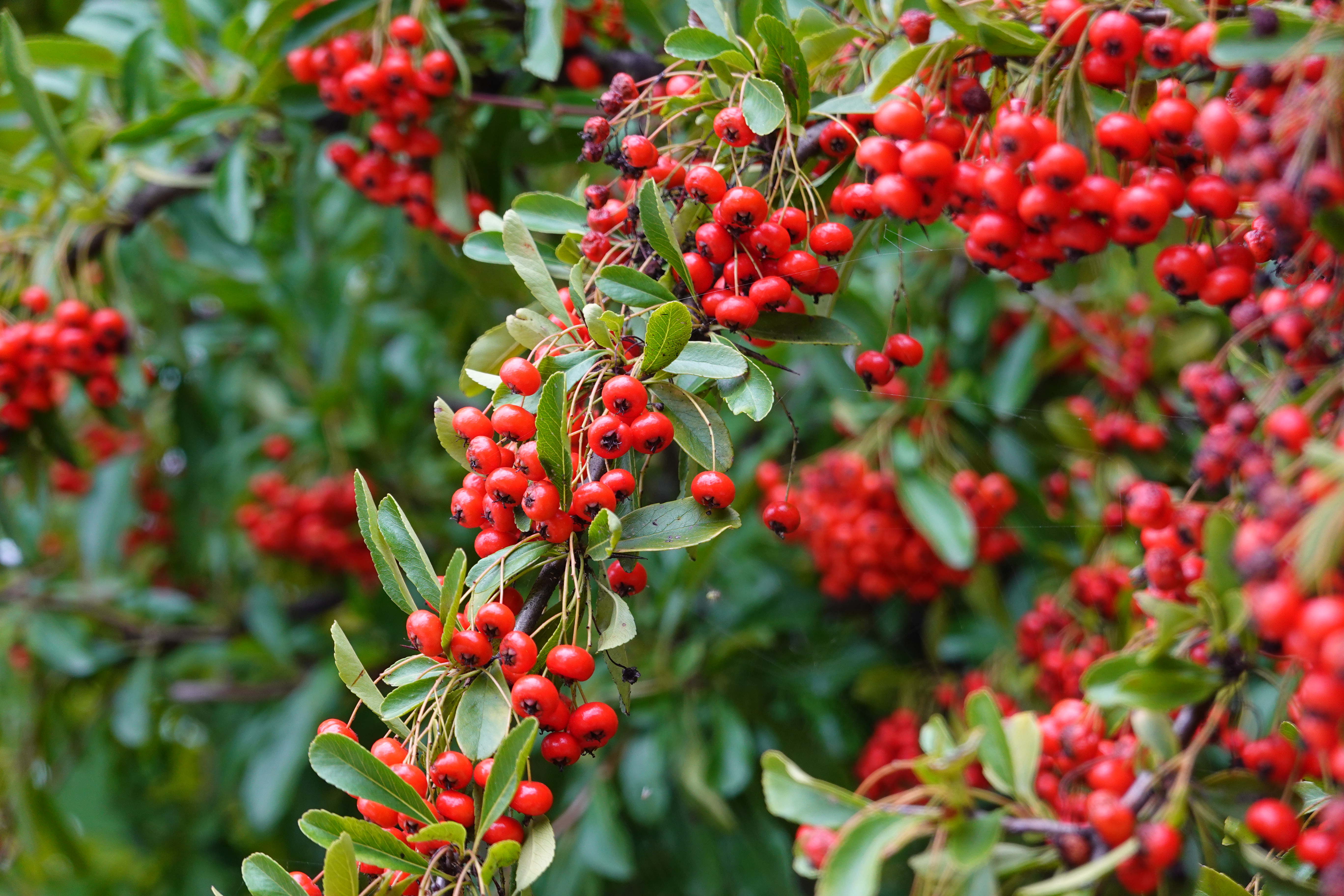 Laden Sie das Natur, Berries, Pflanze, Zweig, Rowan, Eberesche, Ast-Bild kostenlos auf Ihren PC-Desktop herunter
