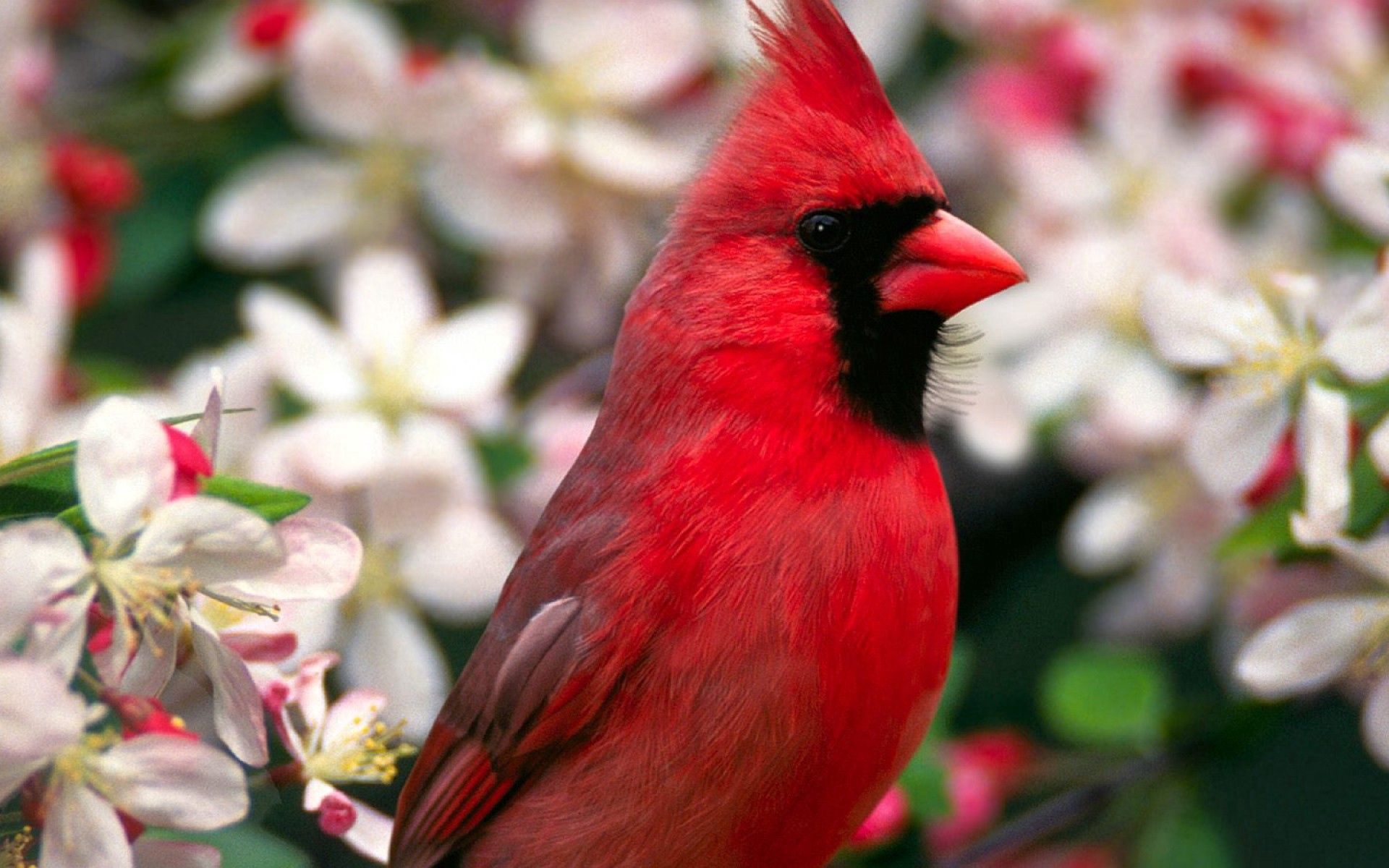 Download mobile wallpaper Beautiful, Flowers, Animals, Red Bird, Feather for free.