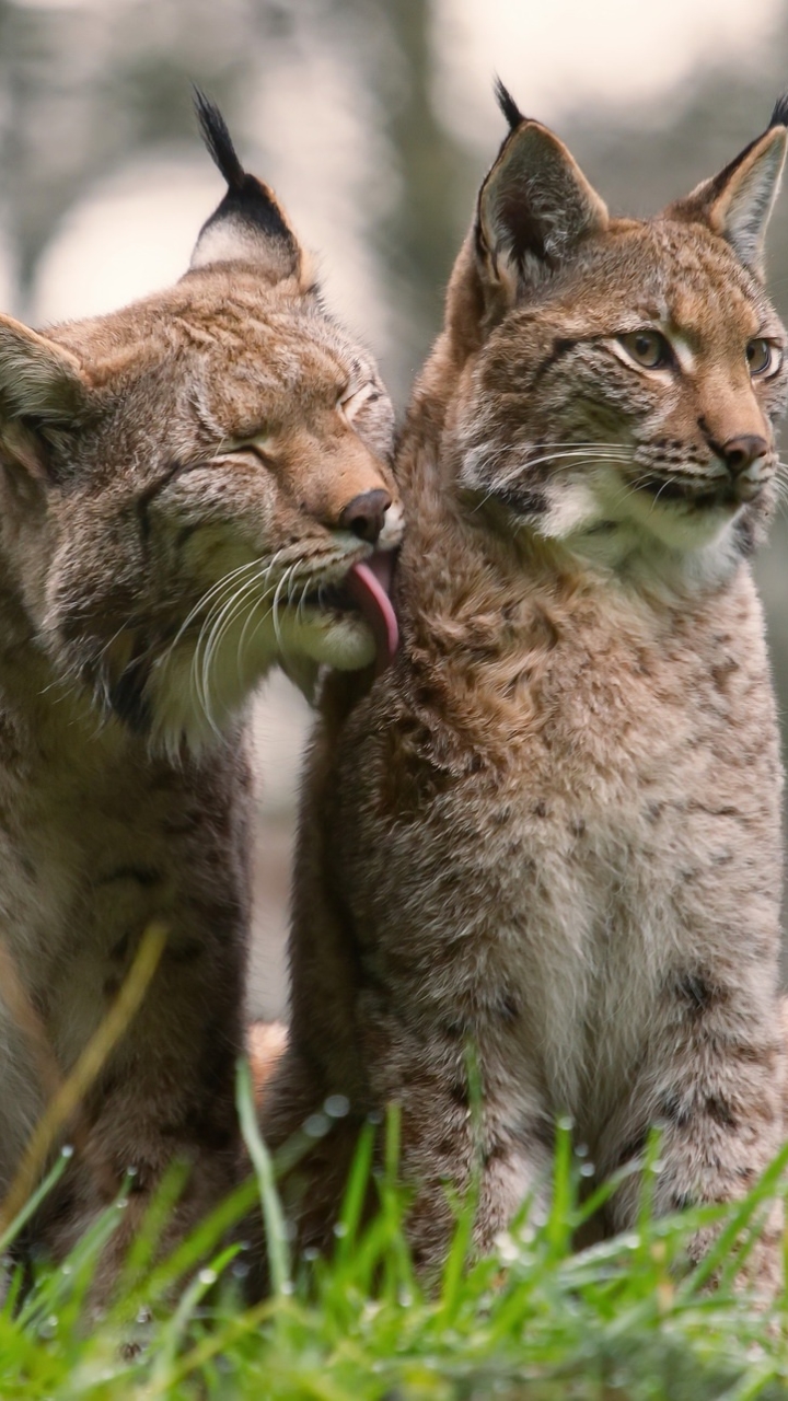 Descarga gratuita de fondo de pantalla para móvil de Animales, Gatos, Lince.