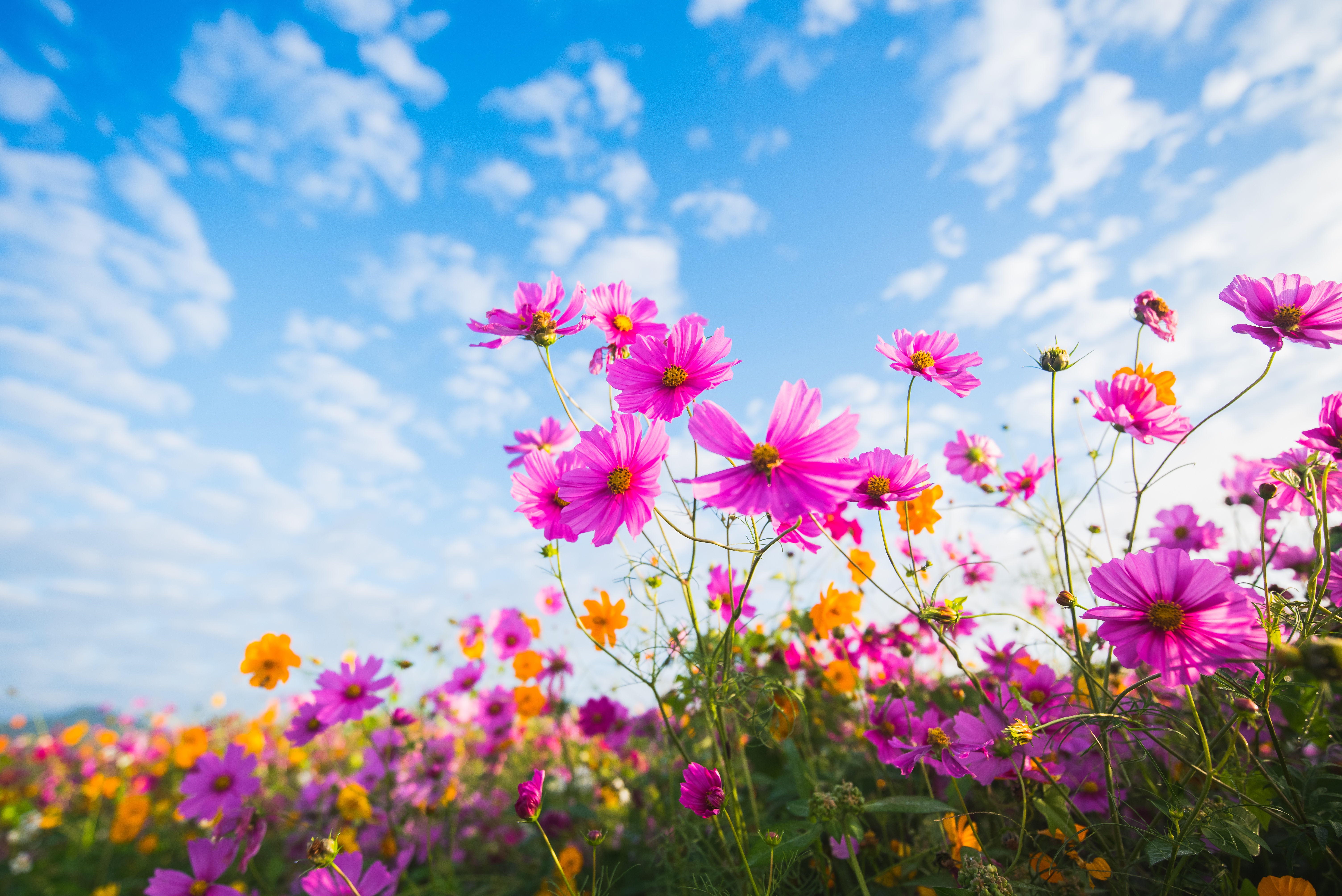 Laden Sie das Natur, Blumen, Sommer, Blume, Nahansicht, Erde/natur, Pinke Blume, Kosmeen-Bild kostenlos auf Ihren PC-Desktop herunter