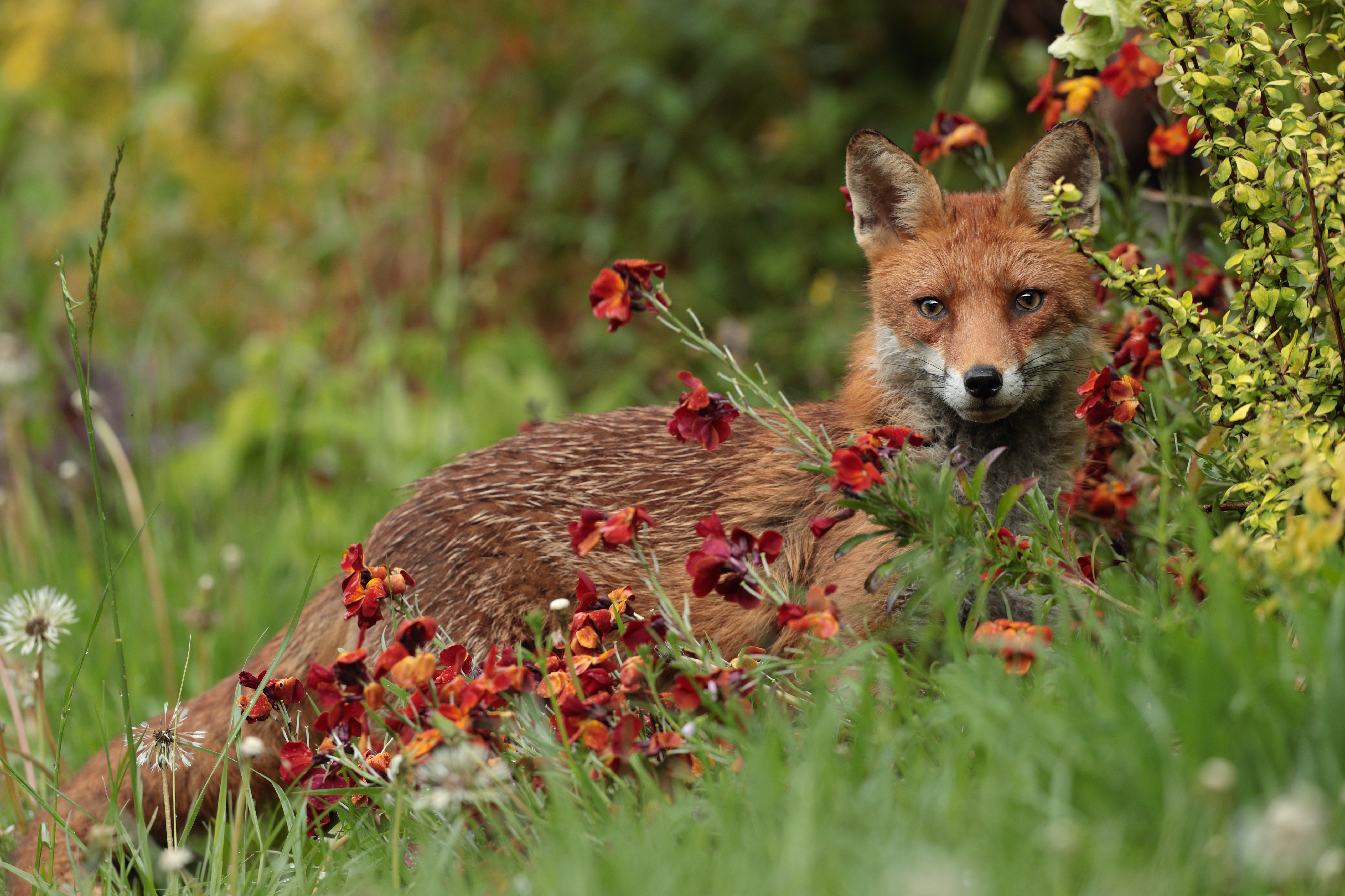 Free download wallpaper Fox, Animal on your PC desktop