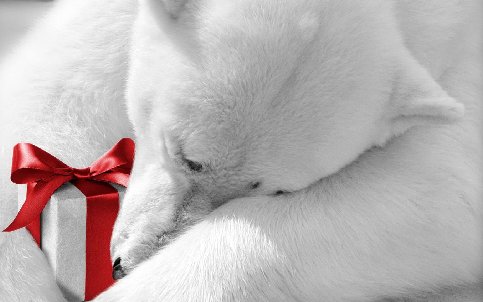 205283 baixar papel de parede feriados, natal, presente, urso polar - protetores de tela e imagens gratuitamente