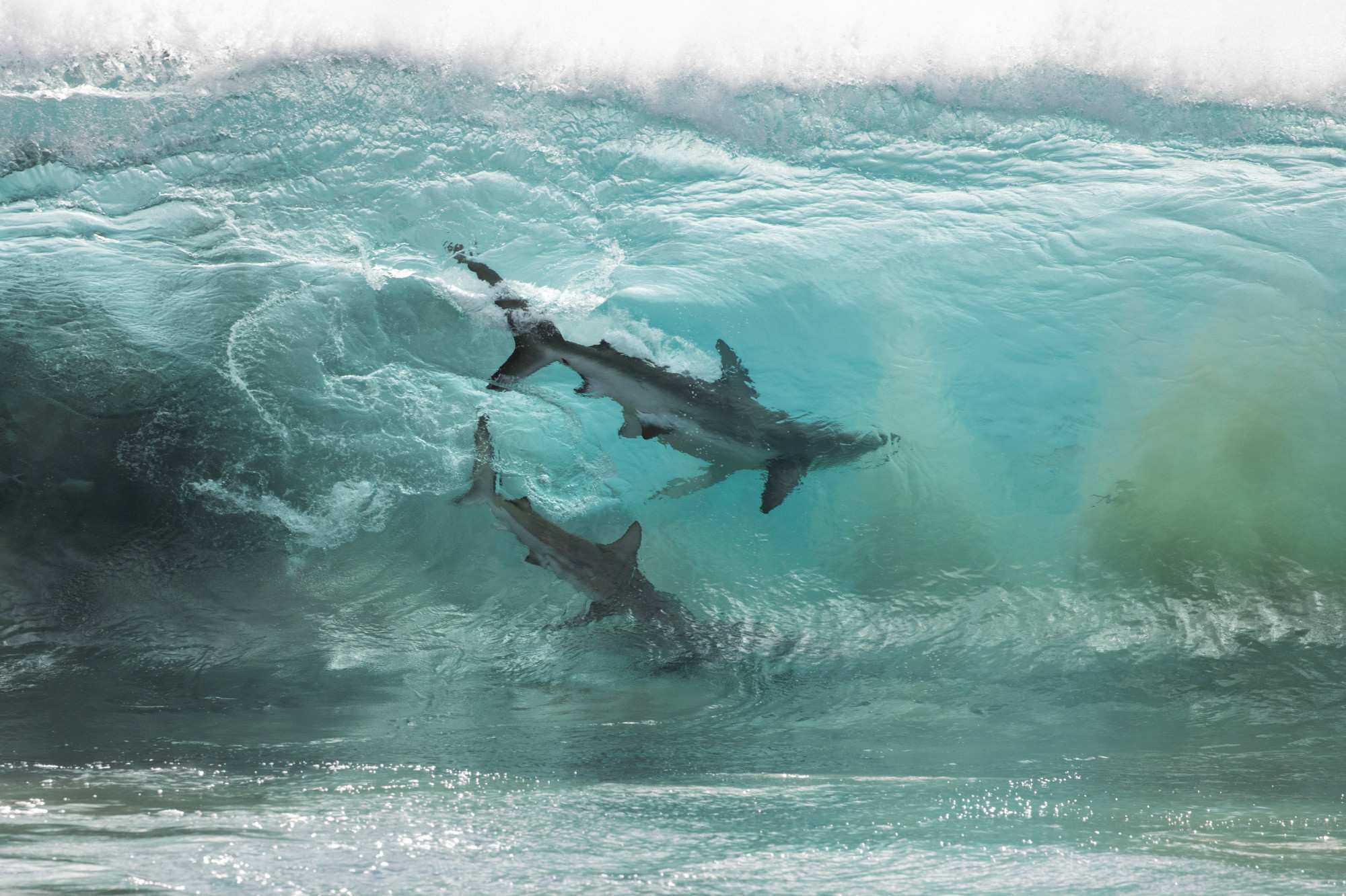 Descarga gratis la imagen Animales, Tiburones, Océano, Tiburón en el escritorio de tu PC
