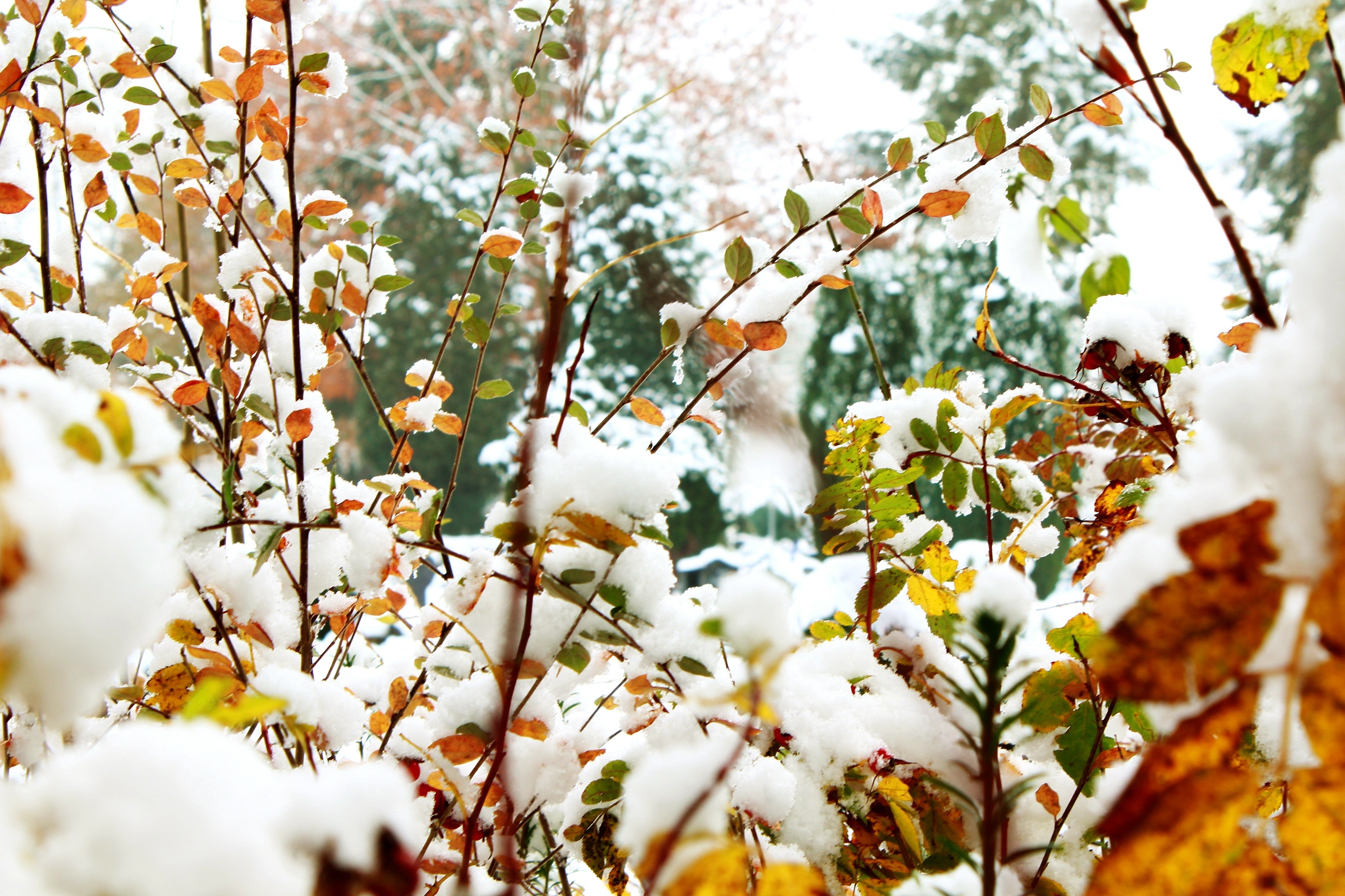 Laden Sie das Geäst, Zweige, Laub, Natur, Schnee, Winter-Bild kostenlos auf Ihren PC-Desktop herunter