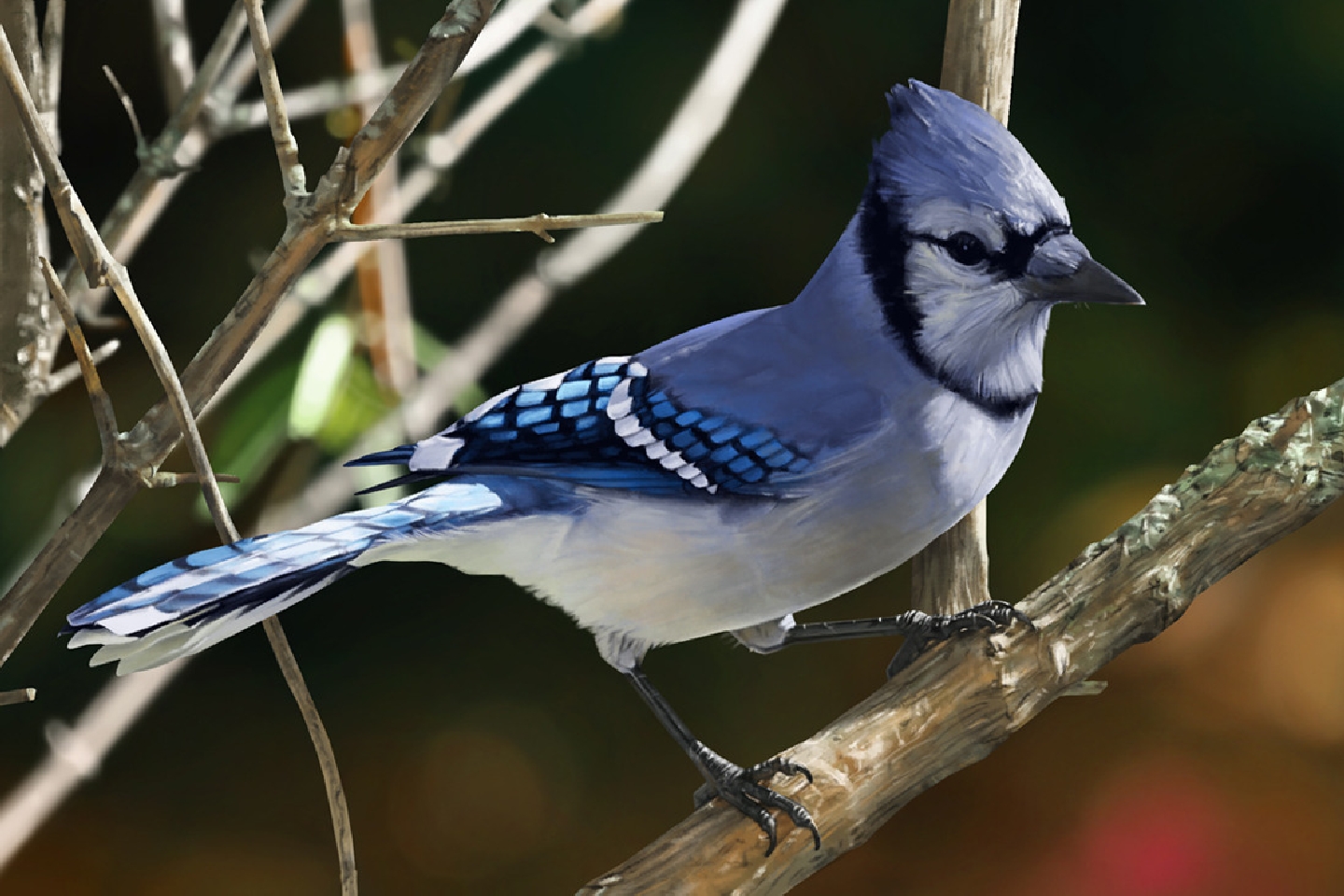 276582 descargar imagen animales, arrendajo azul, ave, aves: fondos de pantalla y protectores de pantalla gratis