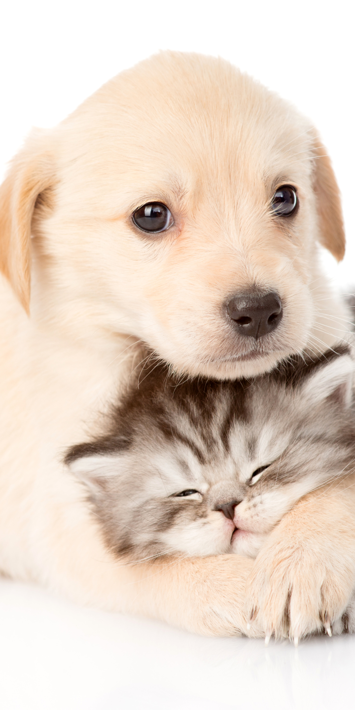 Descarga gratuita de fondo de pantalla para móvil de Animales, Gato, Gatito, Perro, Cachorro, Bebe Animal, Perro Y Gato.