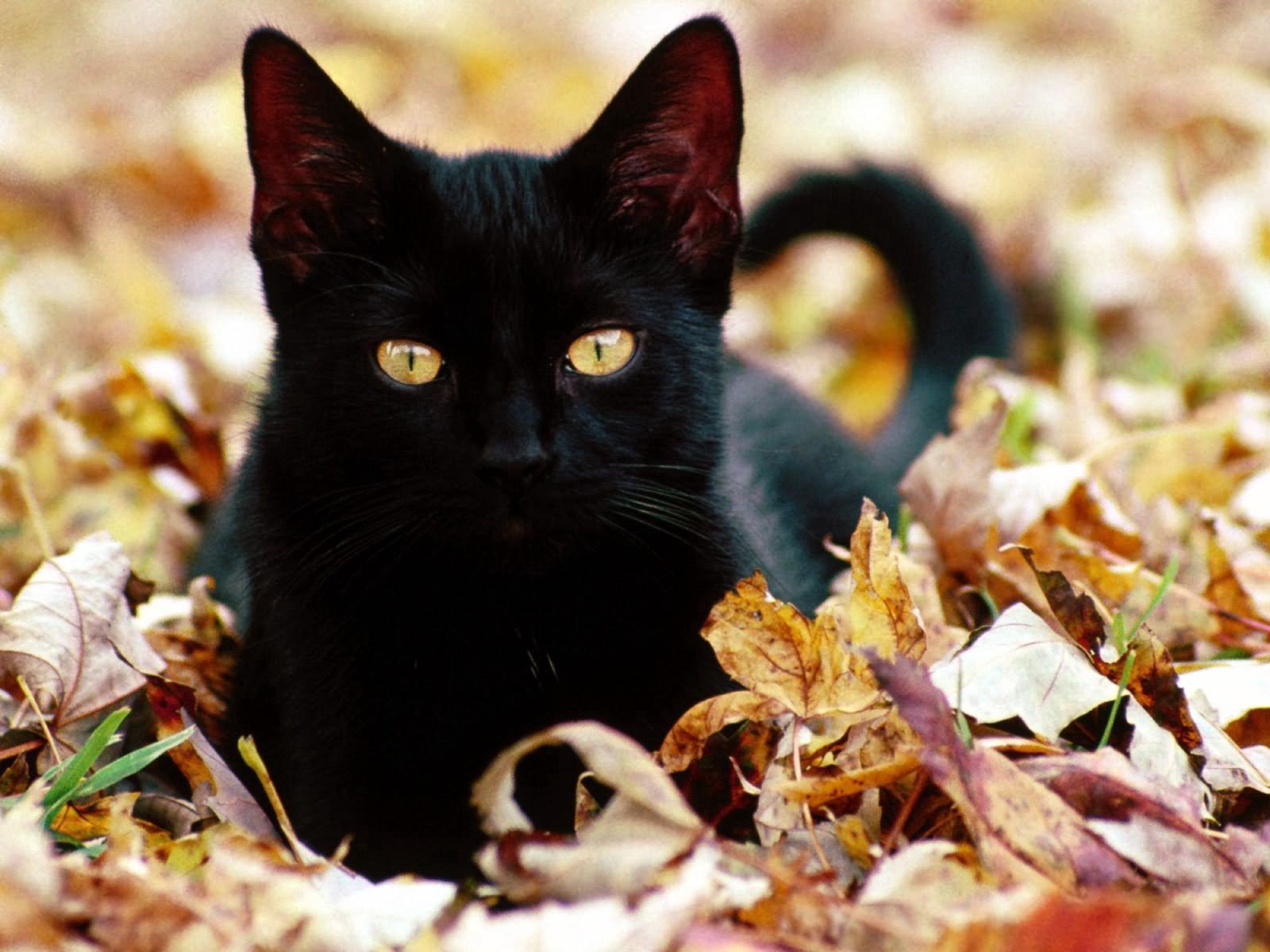 Download mobile wallpaper Autumn, Animals, Muzzle, Kitty, Kitten, Cat, Leaves for free.