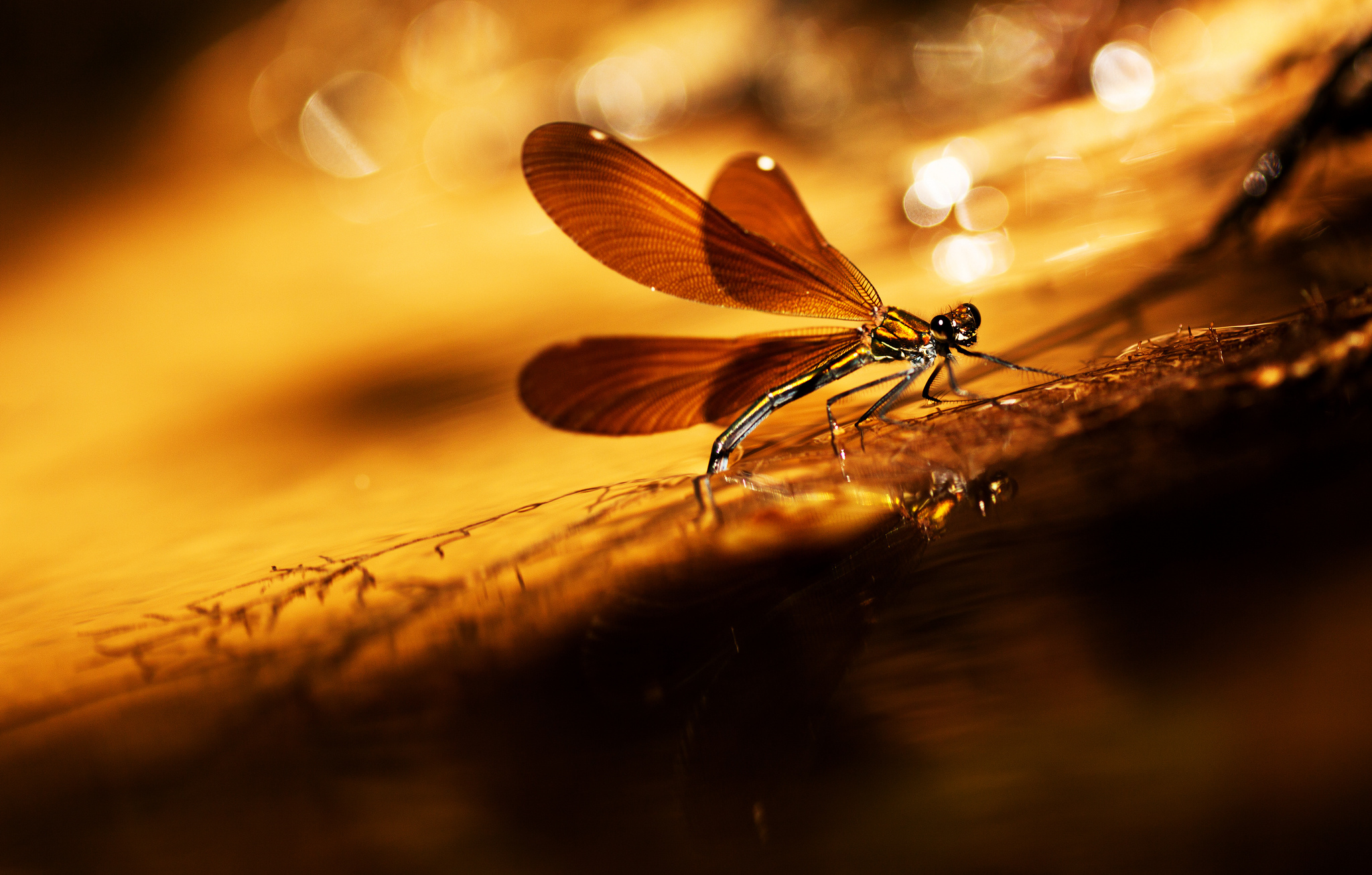 Download mobile wallpaper Dragonfly, Insect, Insects, Depth Of Field, Macro, Animal for free.