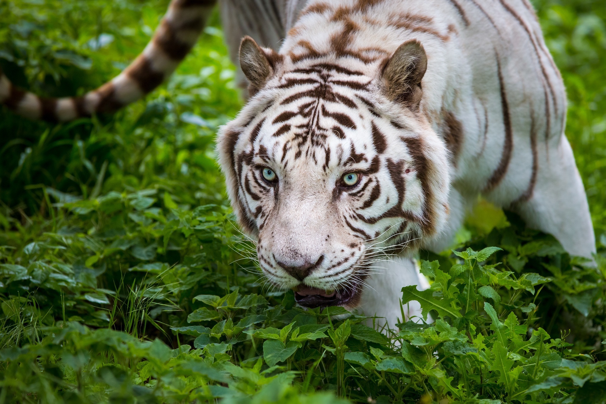 Handy-Wallpaper Tiere, Katzen, Weißer Tiger kostenlos herunterladen.