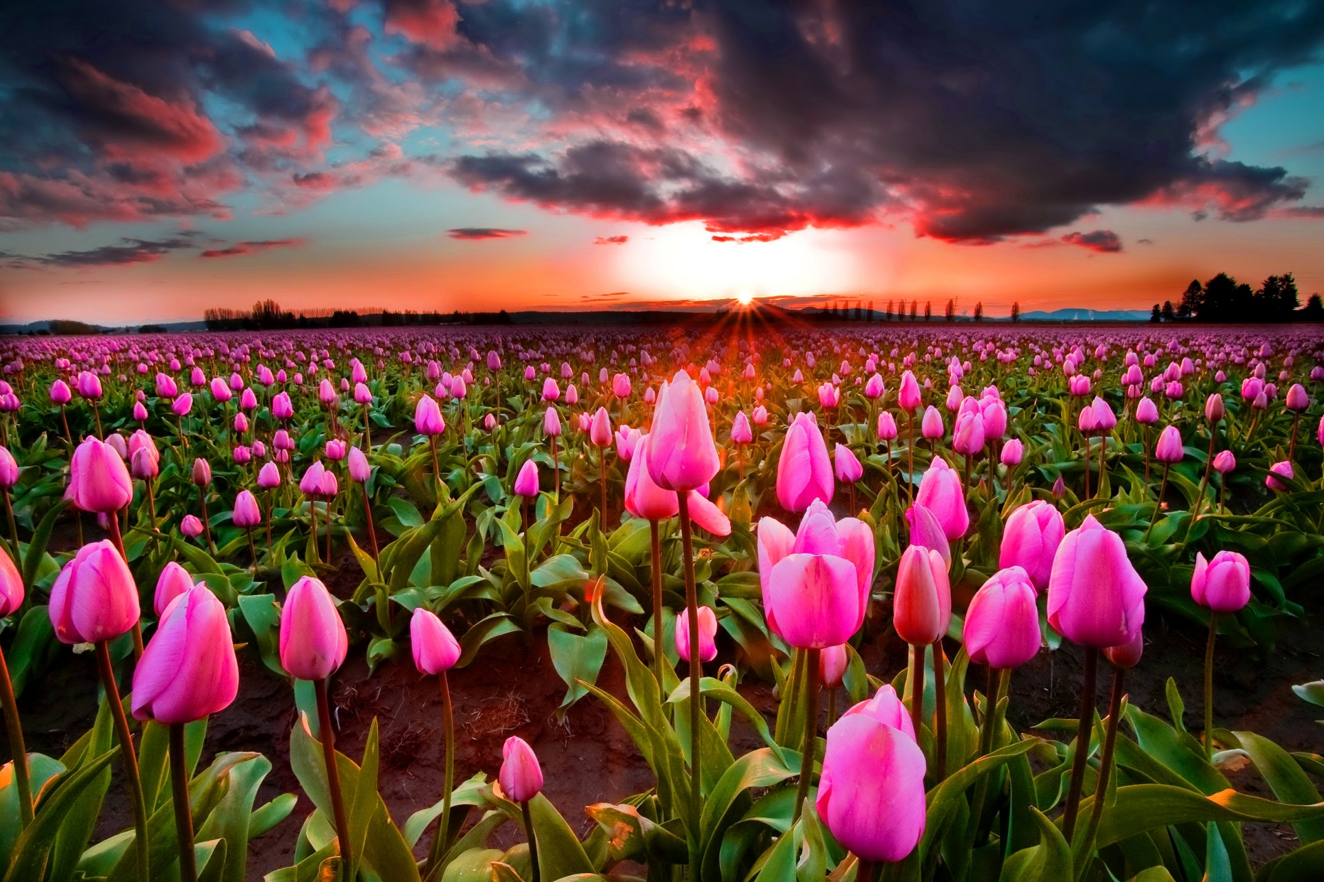 Download mobile wallpaper Flowers, Sky, Flower, Earth, Field, Cloud, Tulip, Pink Flower for free.